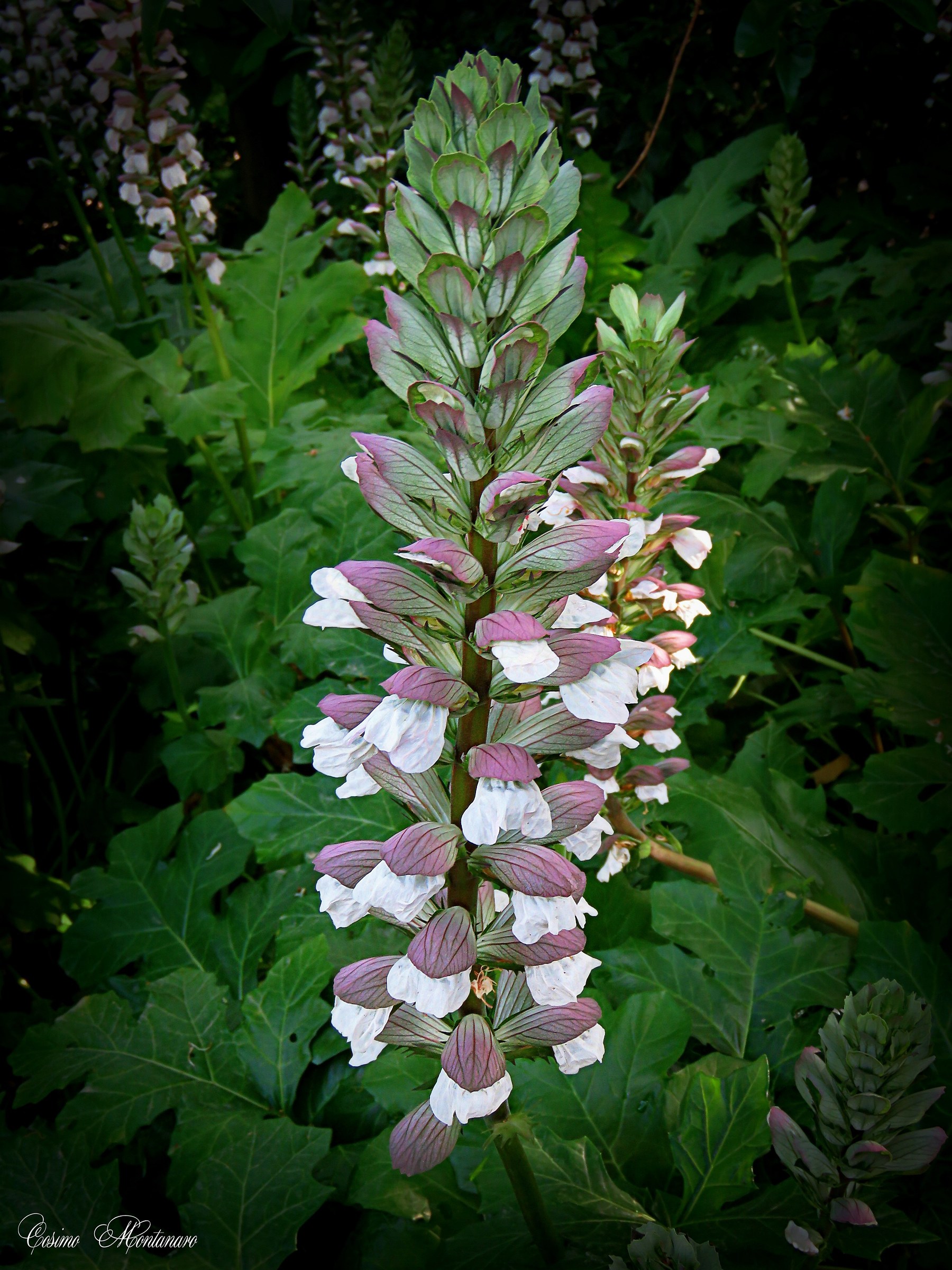 Acanthus mollis L.