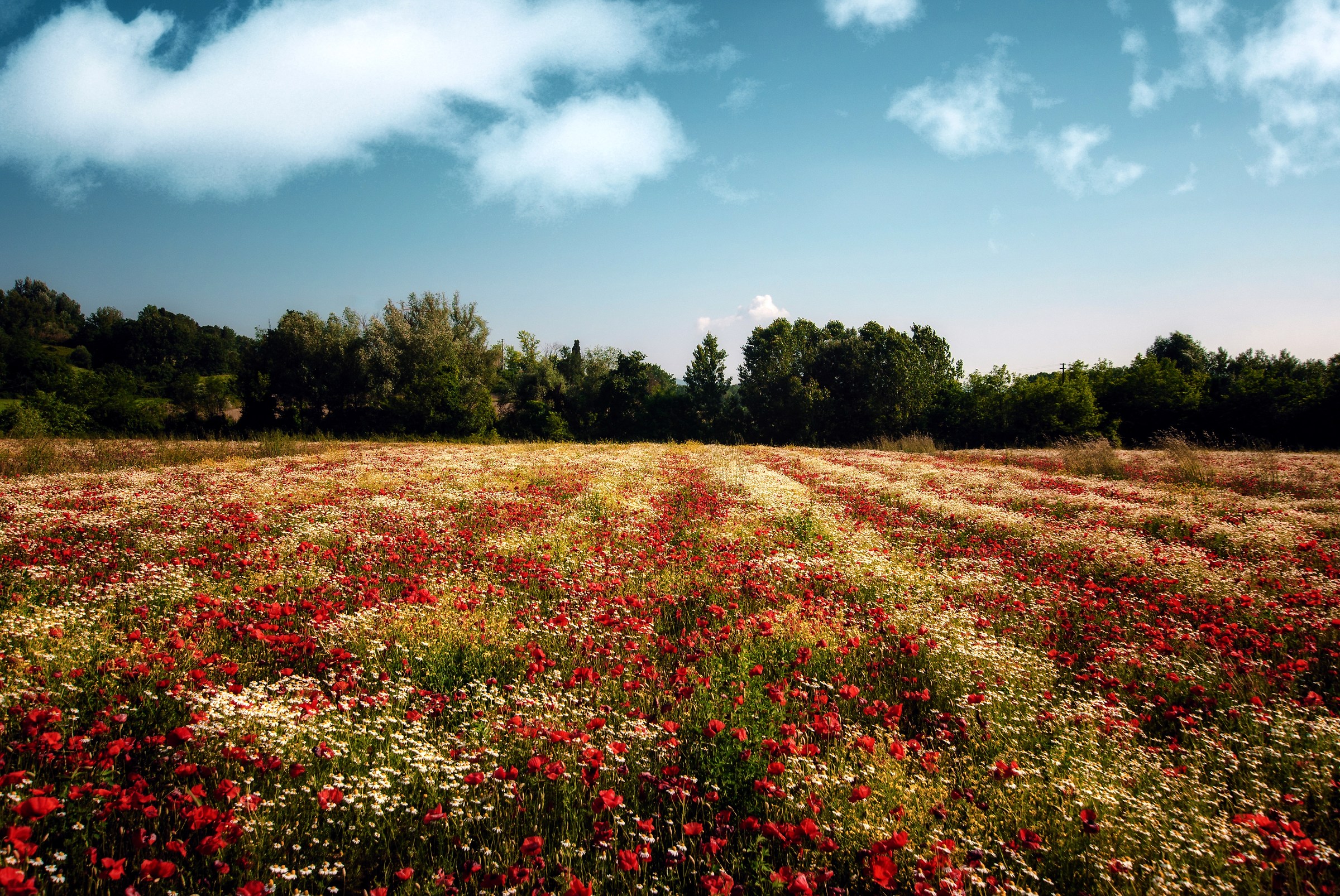 As if it were a tricolor