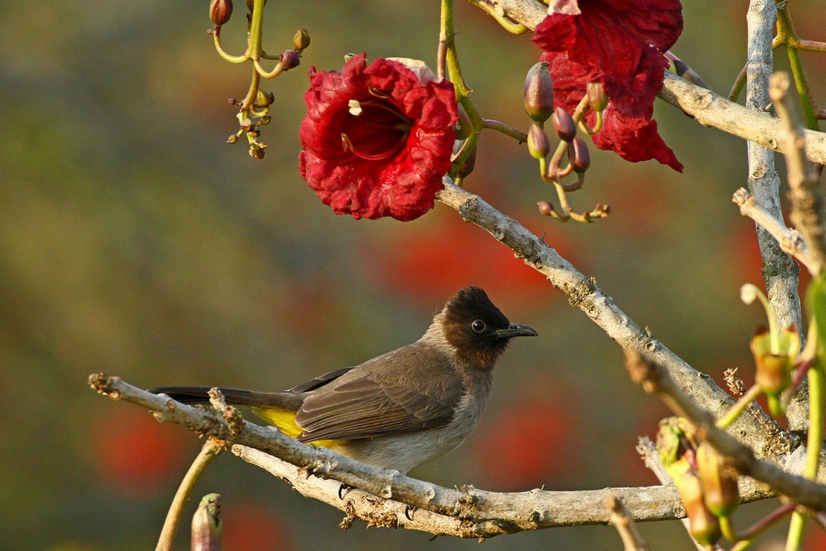 Pycnonotus nigricans
