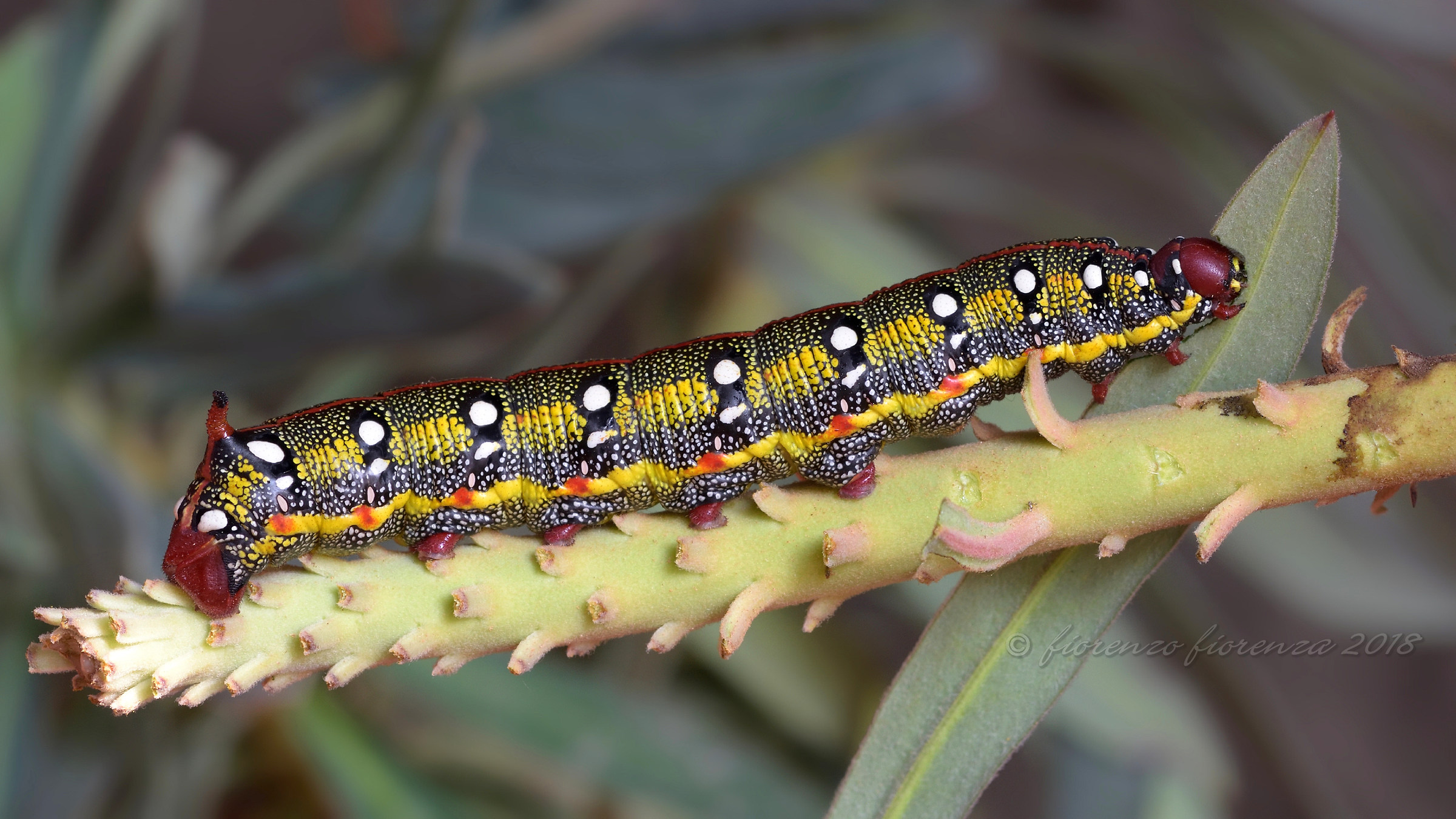 ...ancora una! Bruco di Hyles euphorbiae