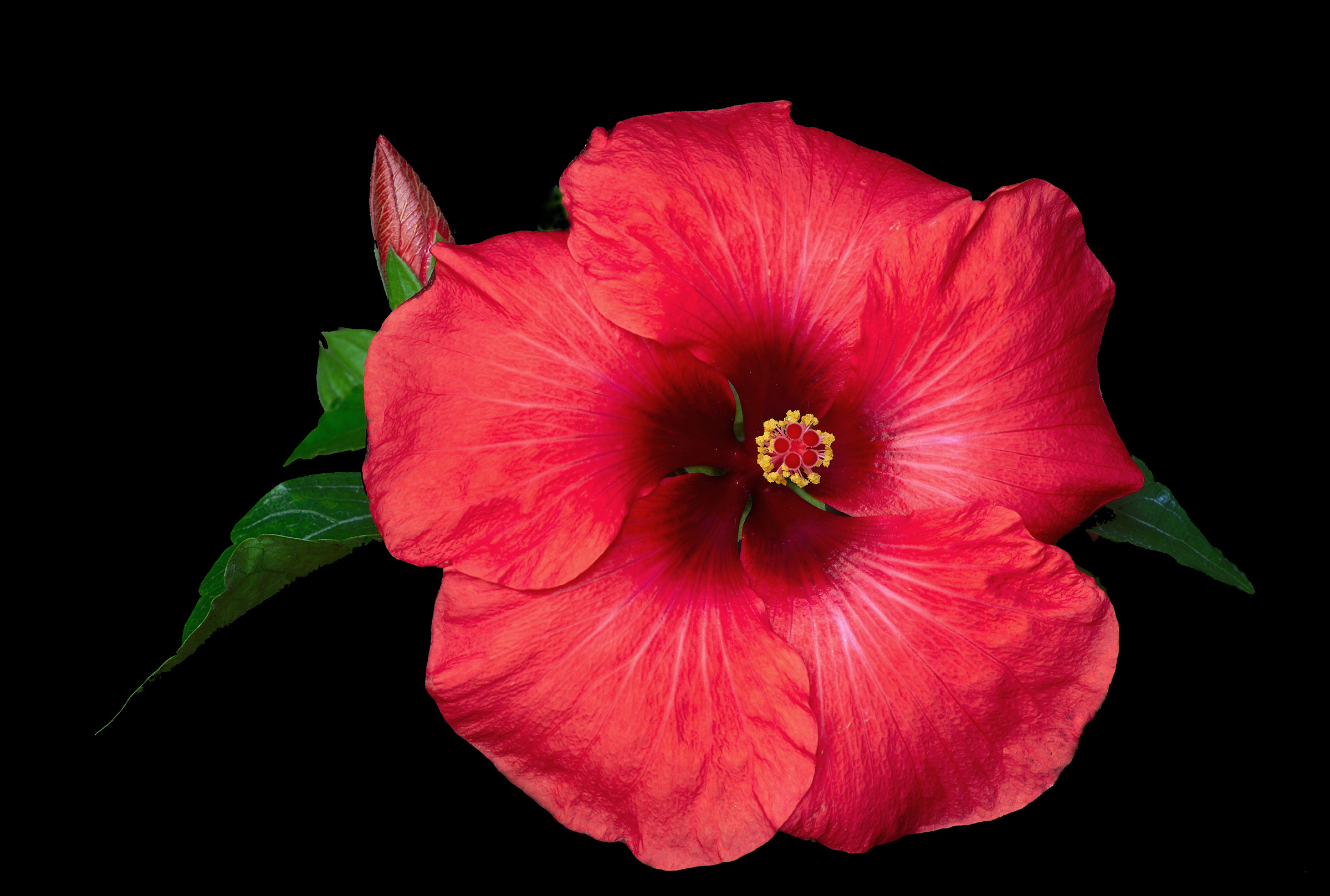 Hibiscus 2