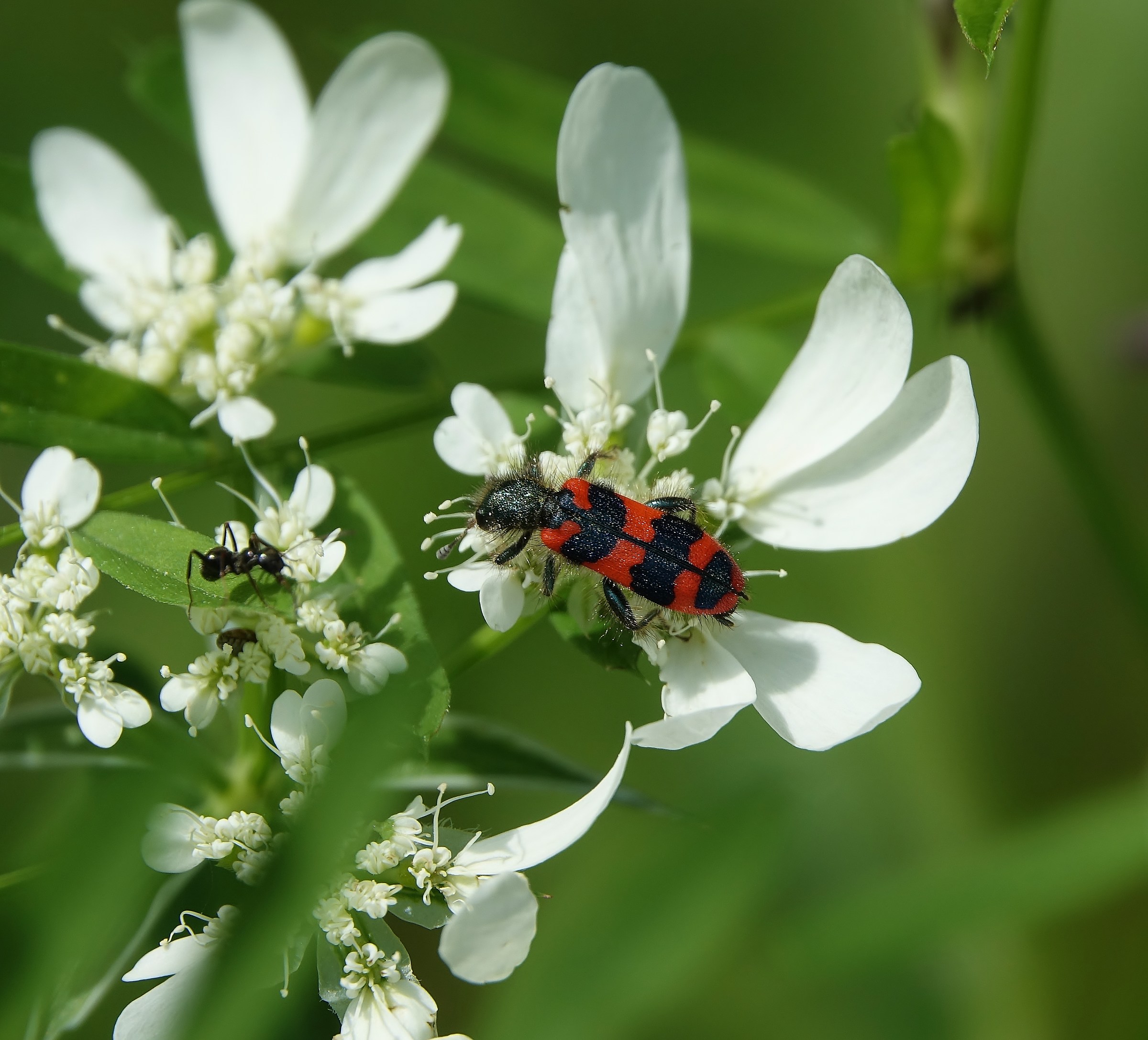 Trichodes Apiarius-beetle