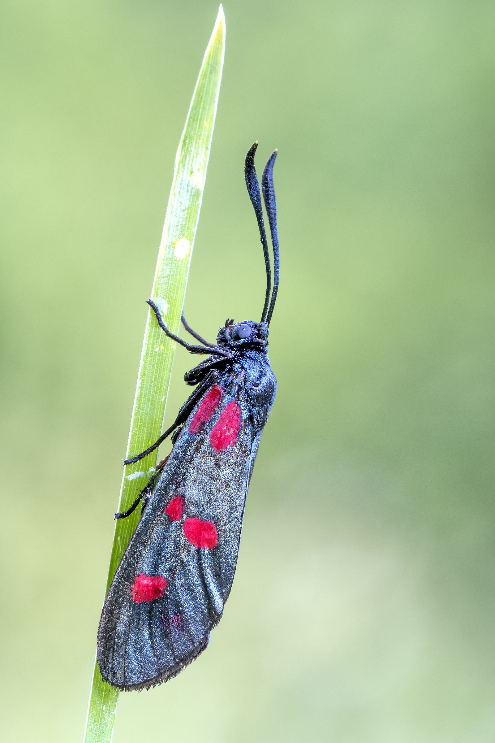 Butterfly on a blade of grass