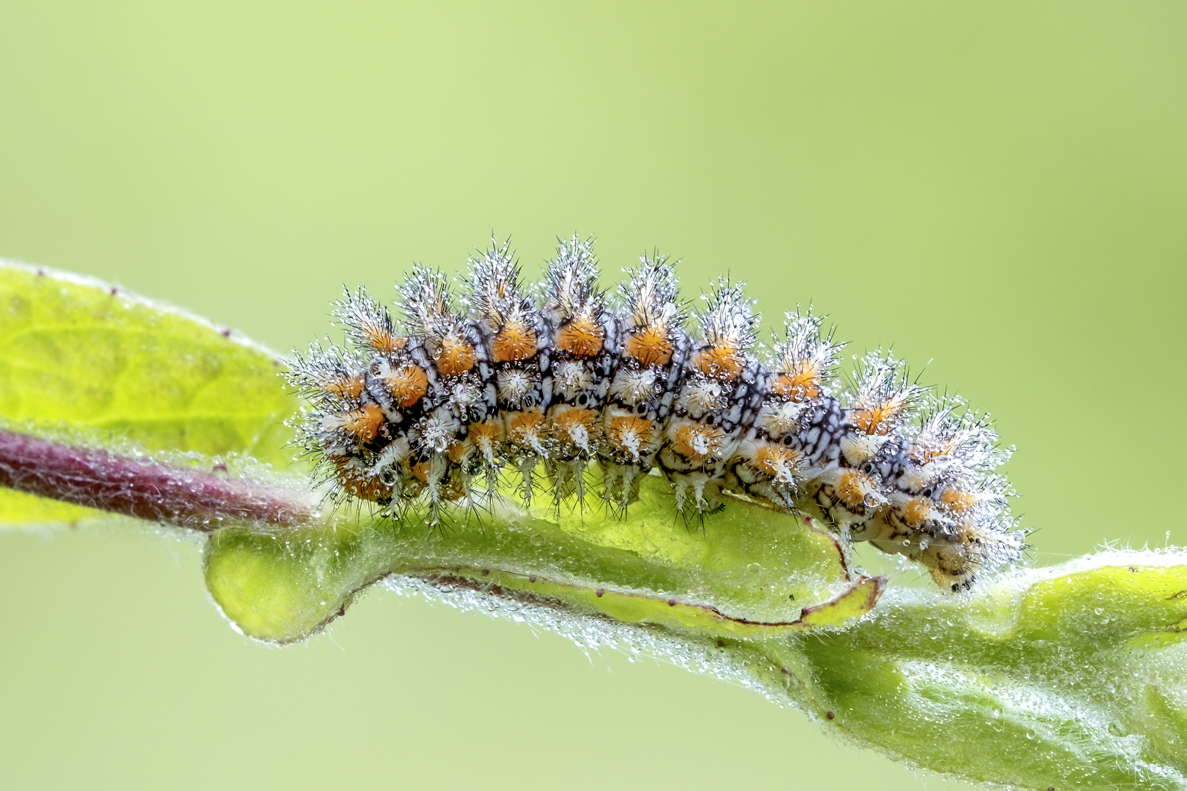 Caterpillar of Melitea