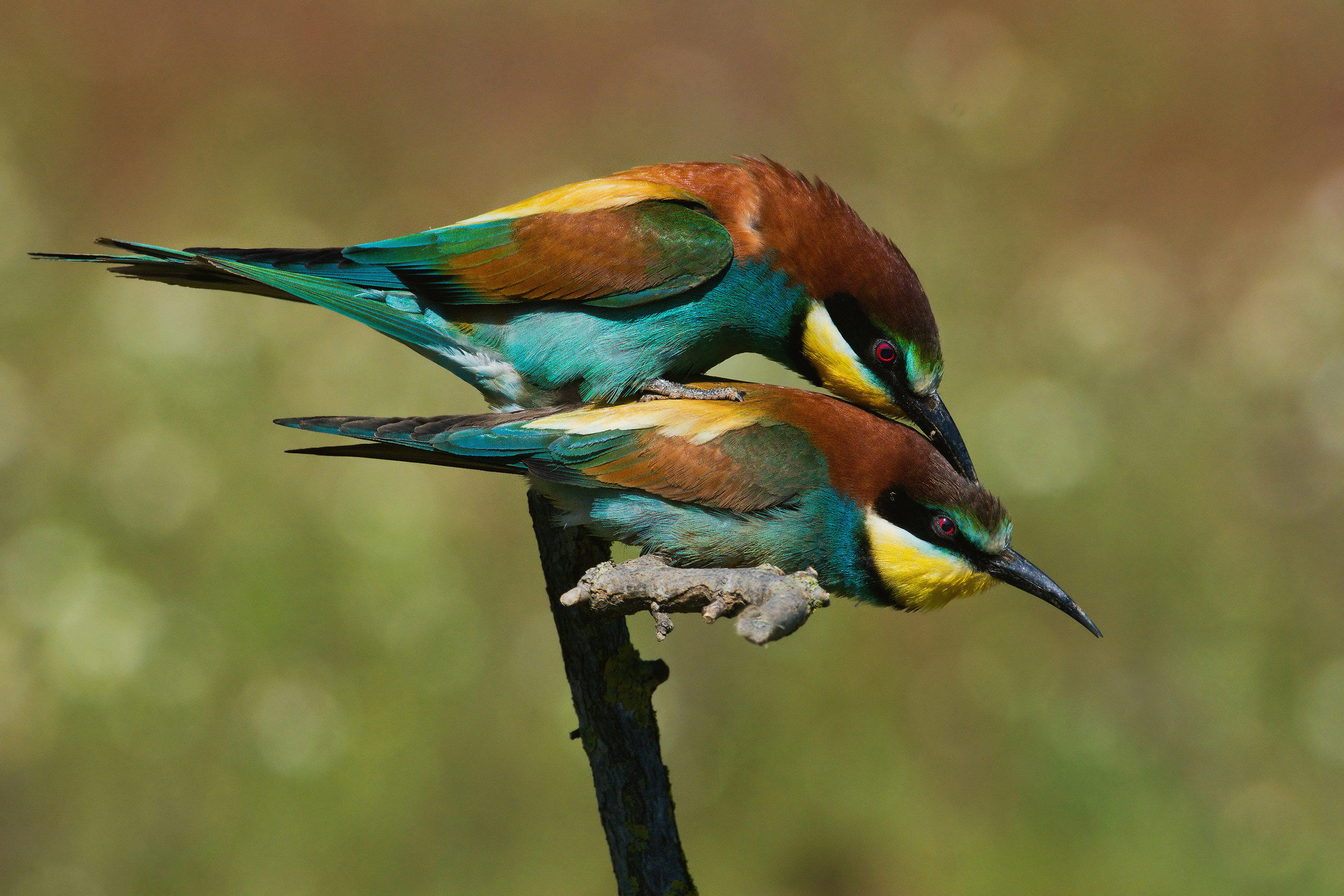 Eaters (Merops Apiaster) 7.