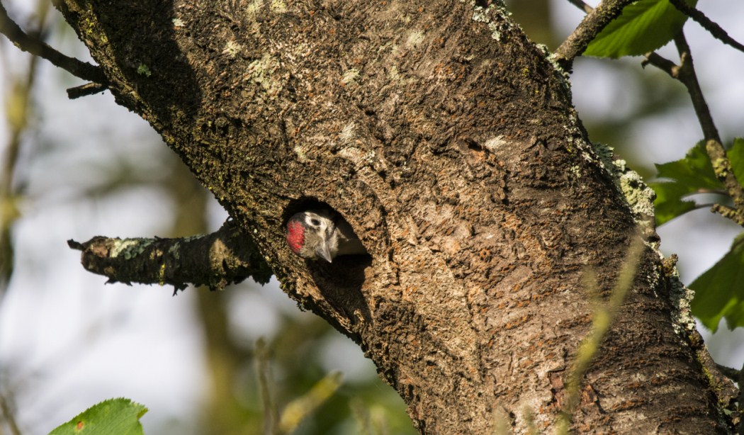 Lesser Red Woodpecker
