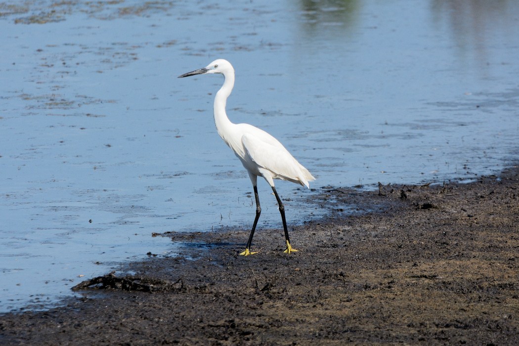 Egret