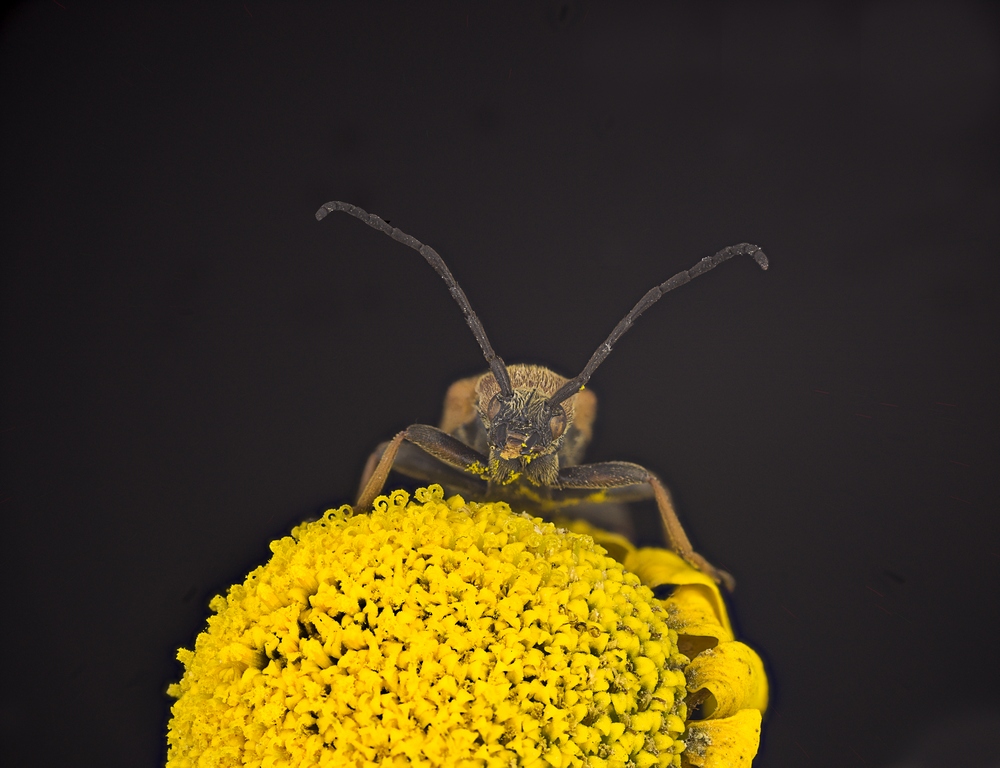 Stictoleptura rubra Cerambycidae &female;   3