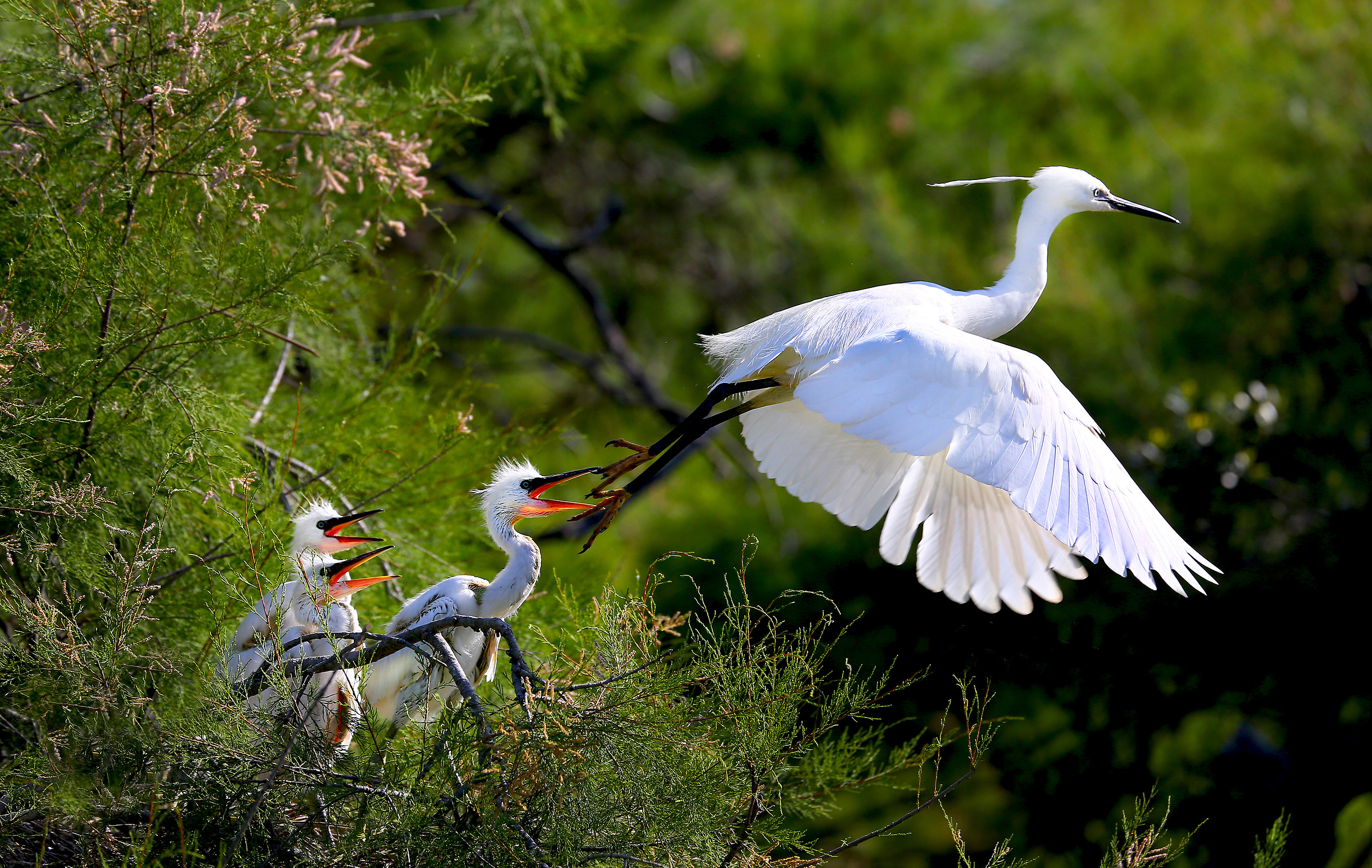 Egret with Small