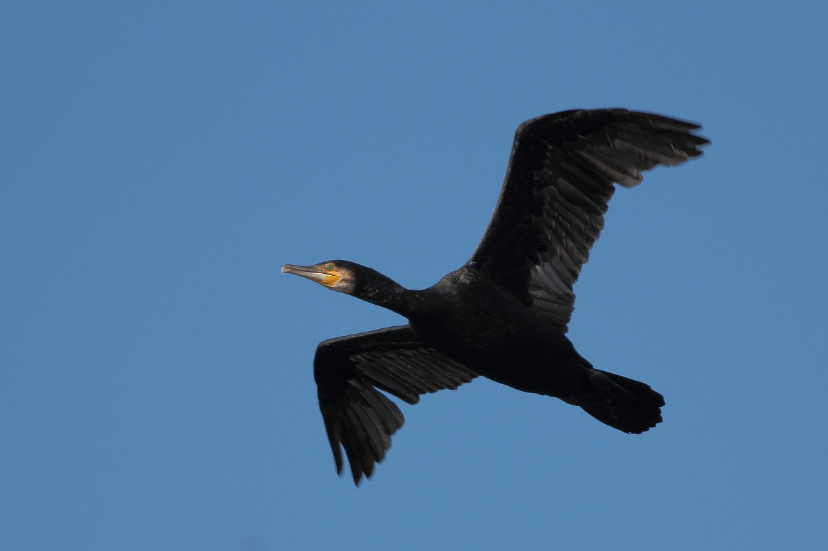 Cormorant