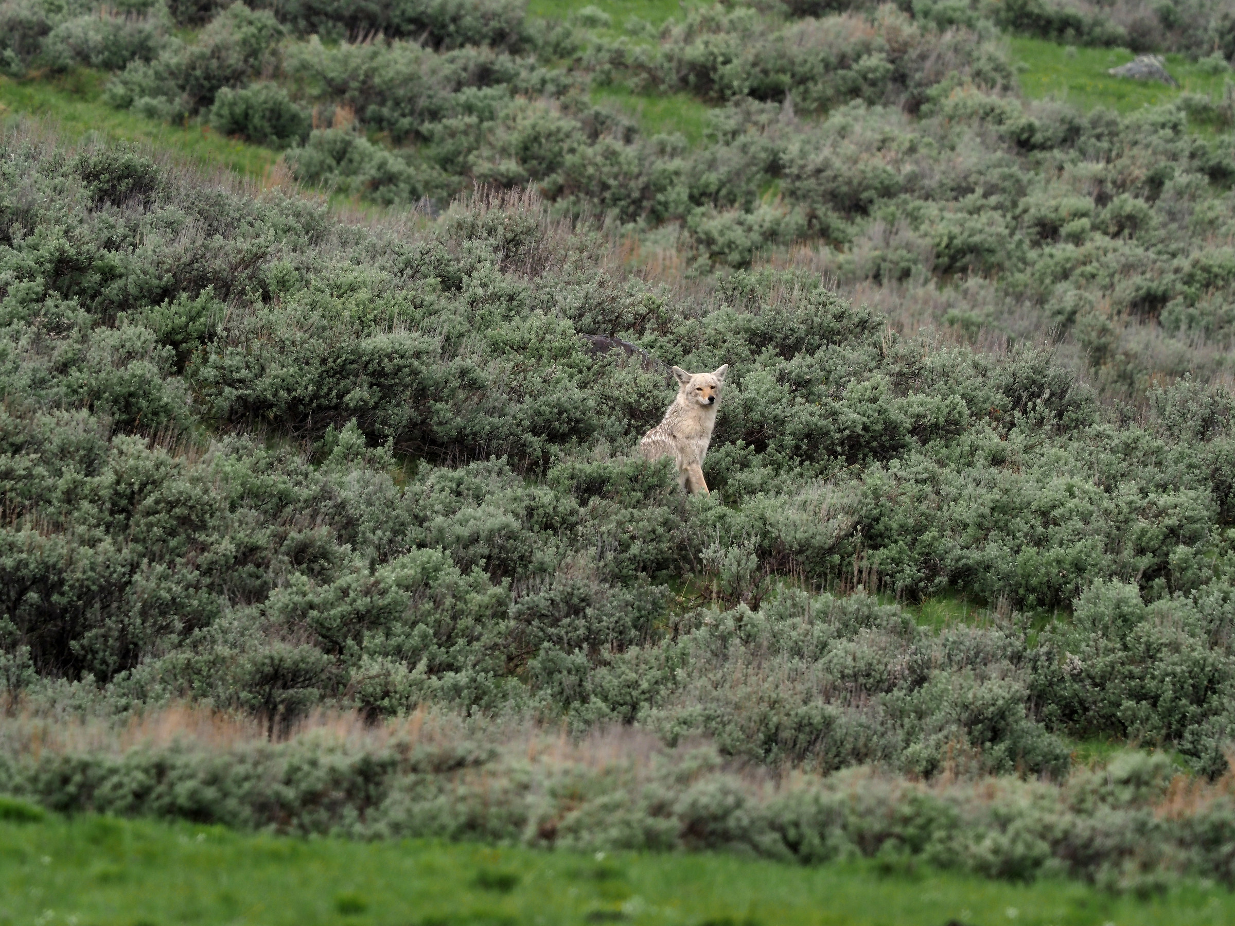 Yellowstone: White Coyote