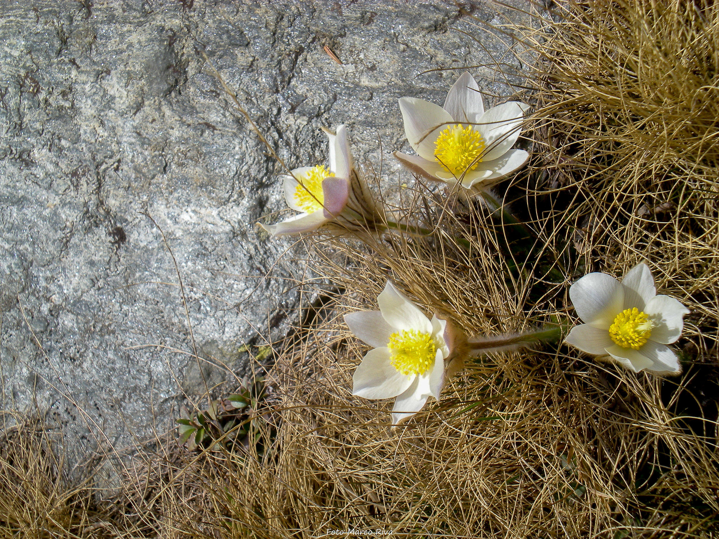 Pulsatilla Vernalis