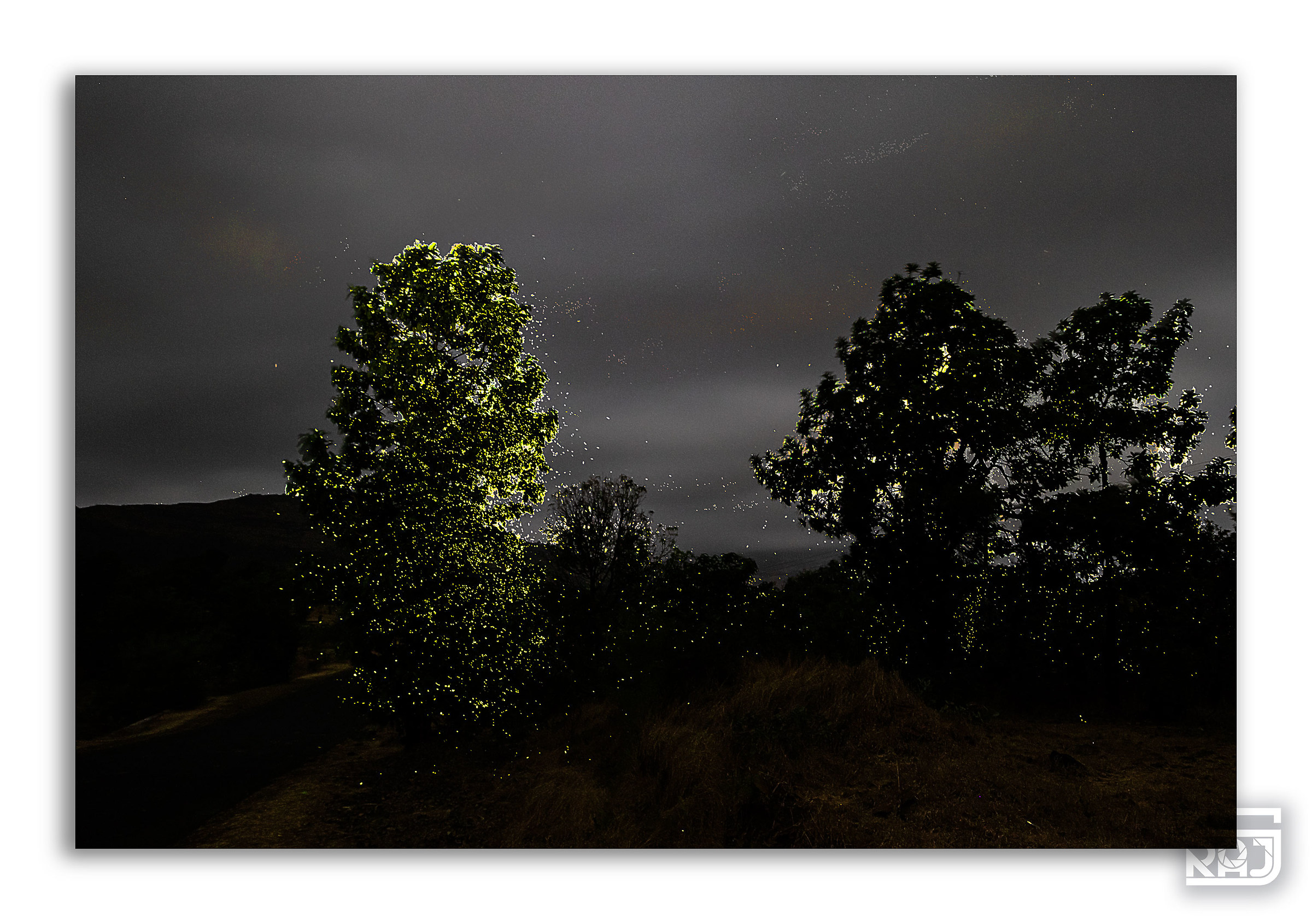 Albero di fuoco...... Lucciole