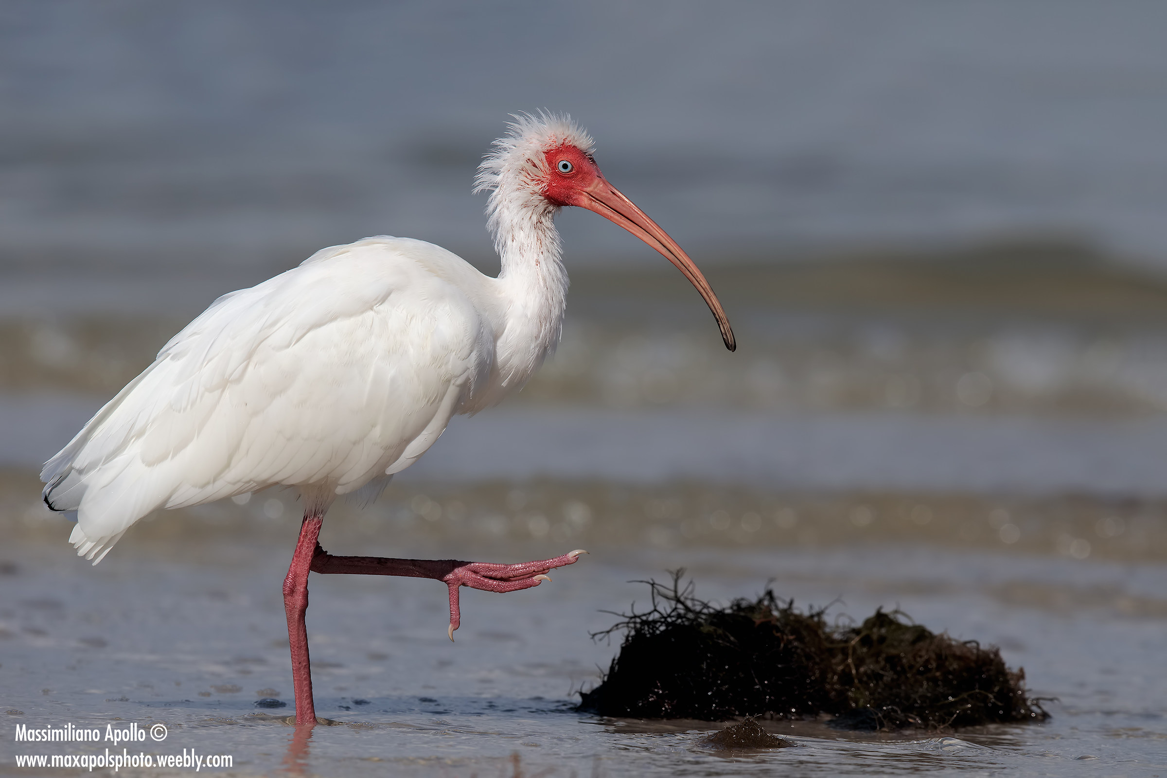 ibis bianco...