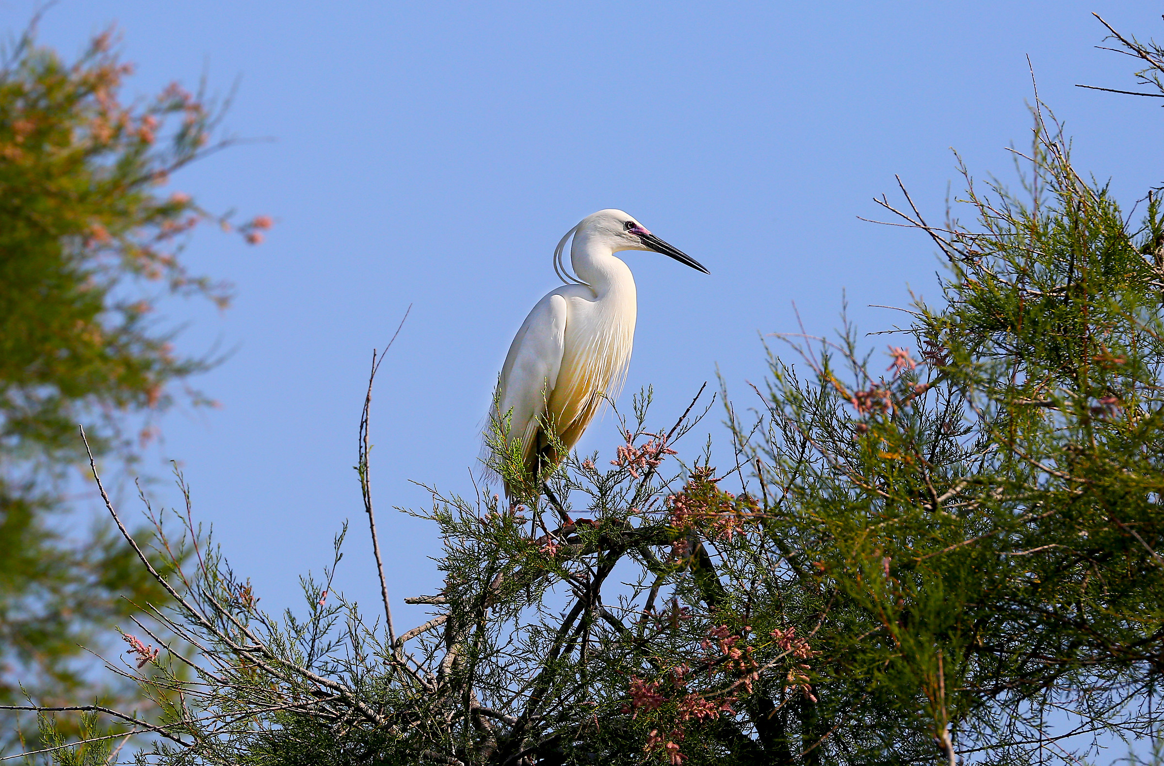Egret