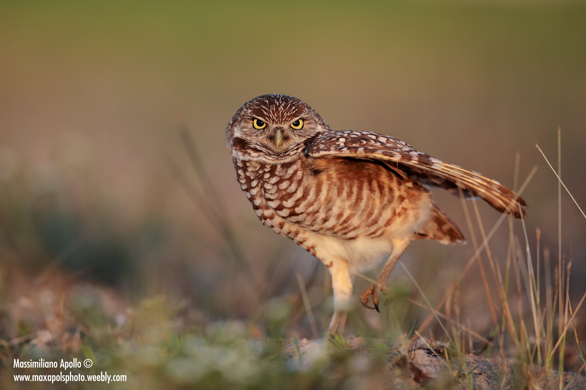 Burrowing Owl..
