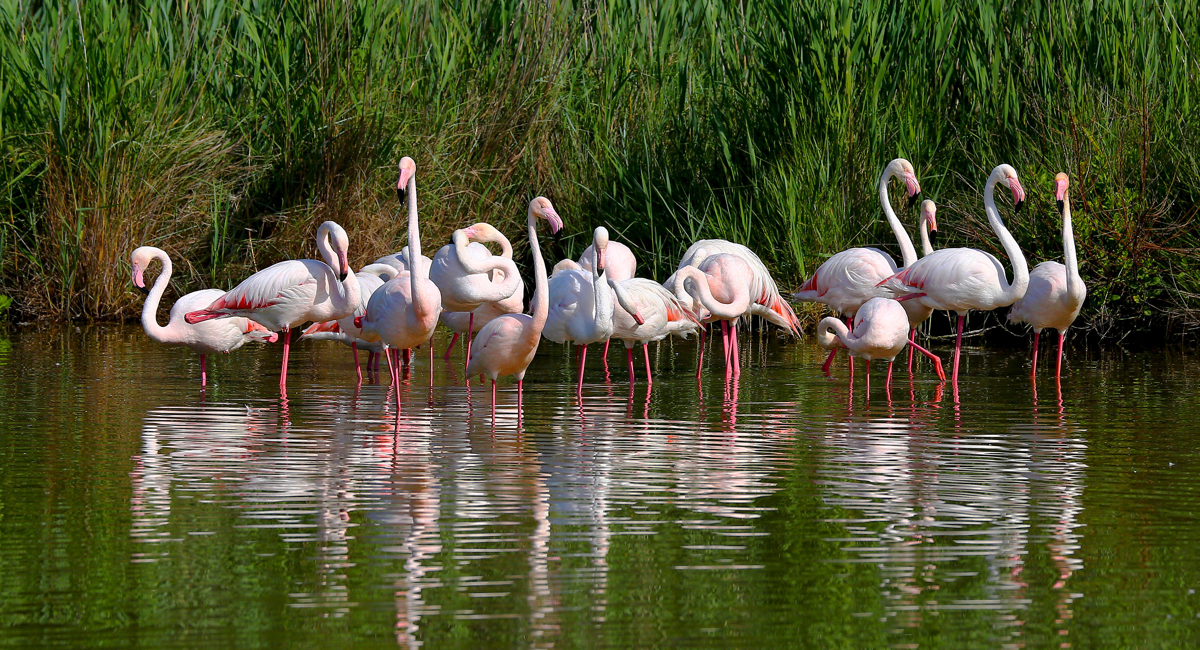 Flamingos 3