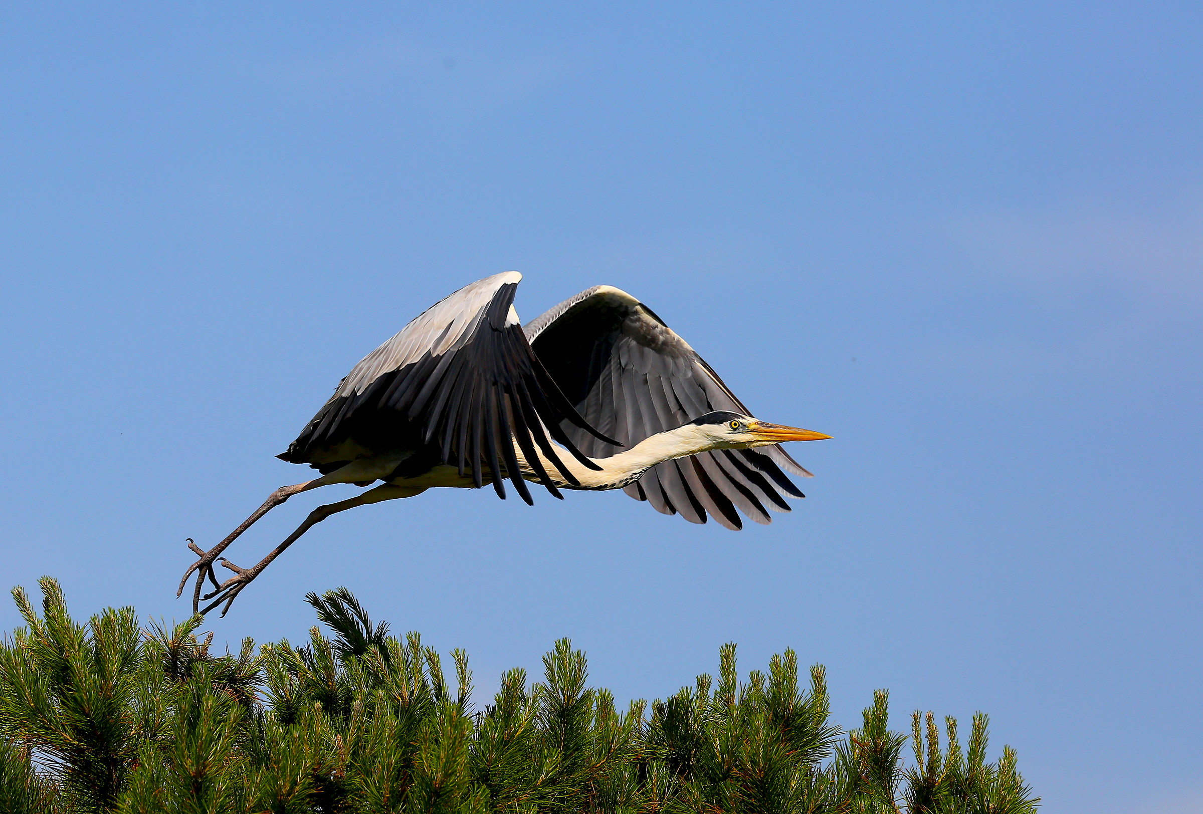 Grey Heron "Momentum"