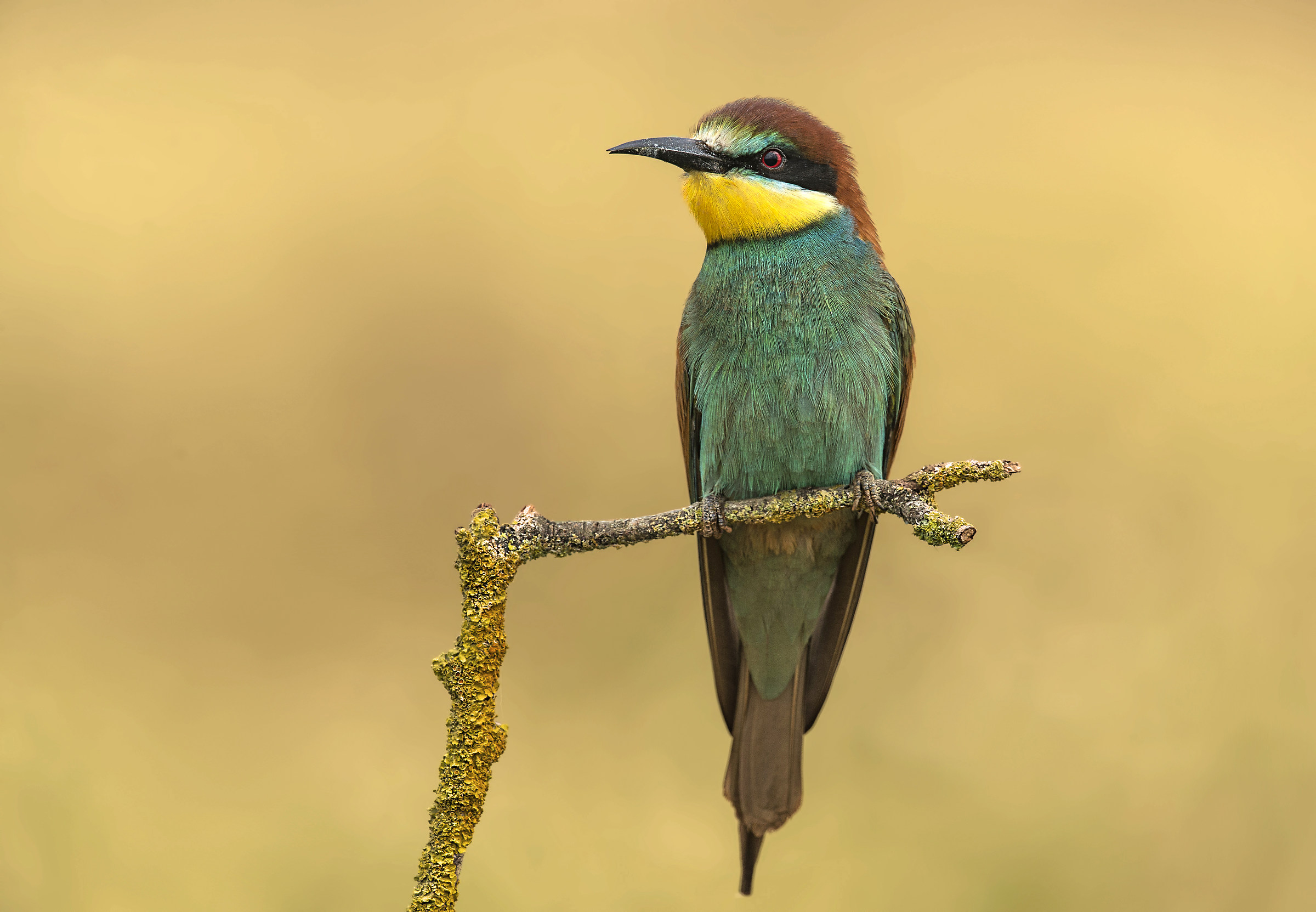 Bee-eater