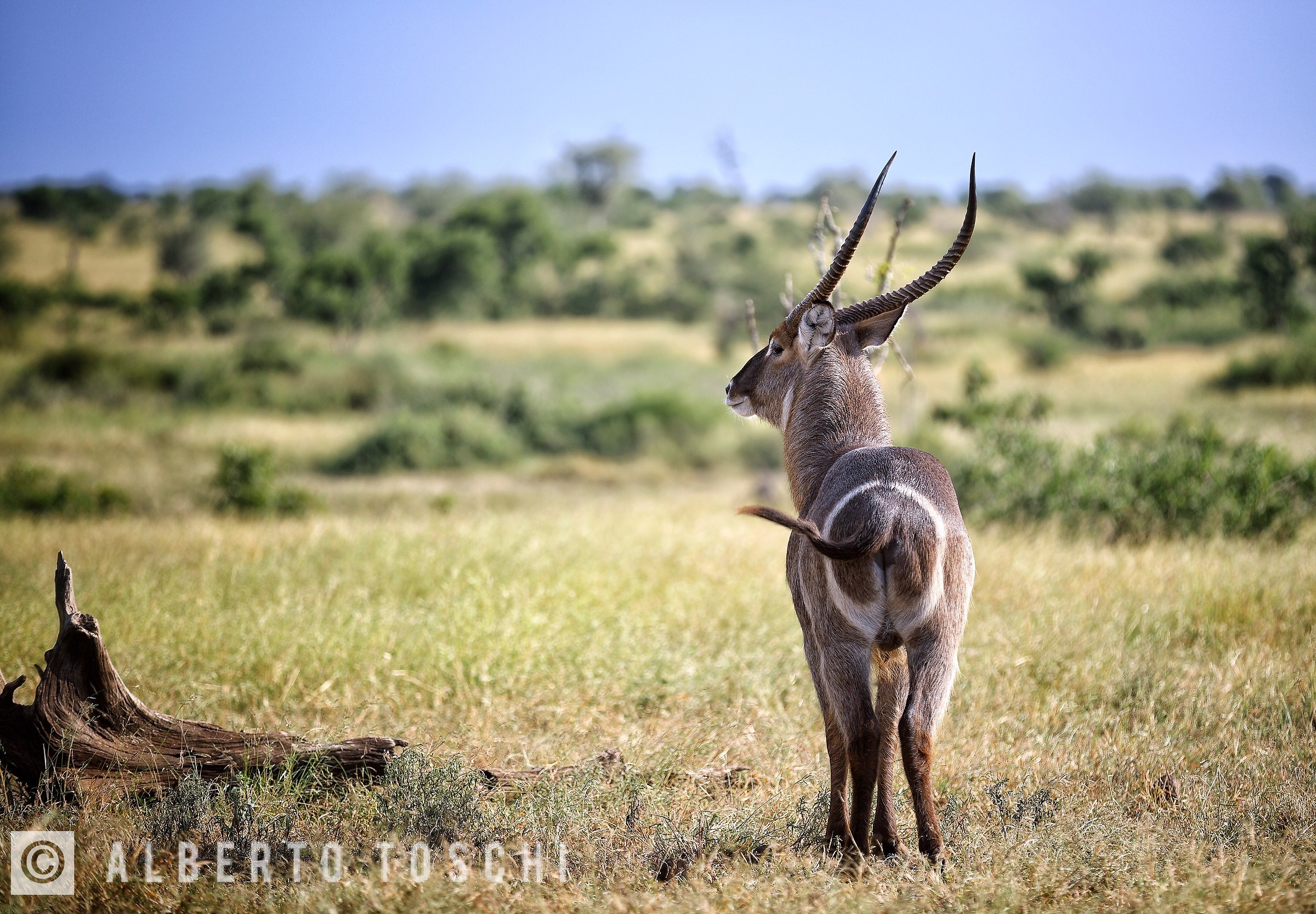 Waterbuck