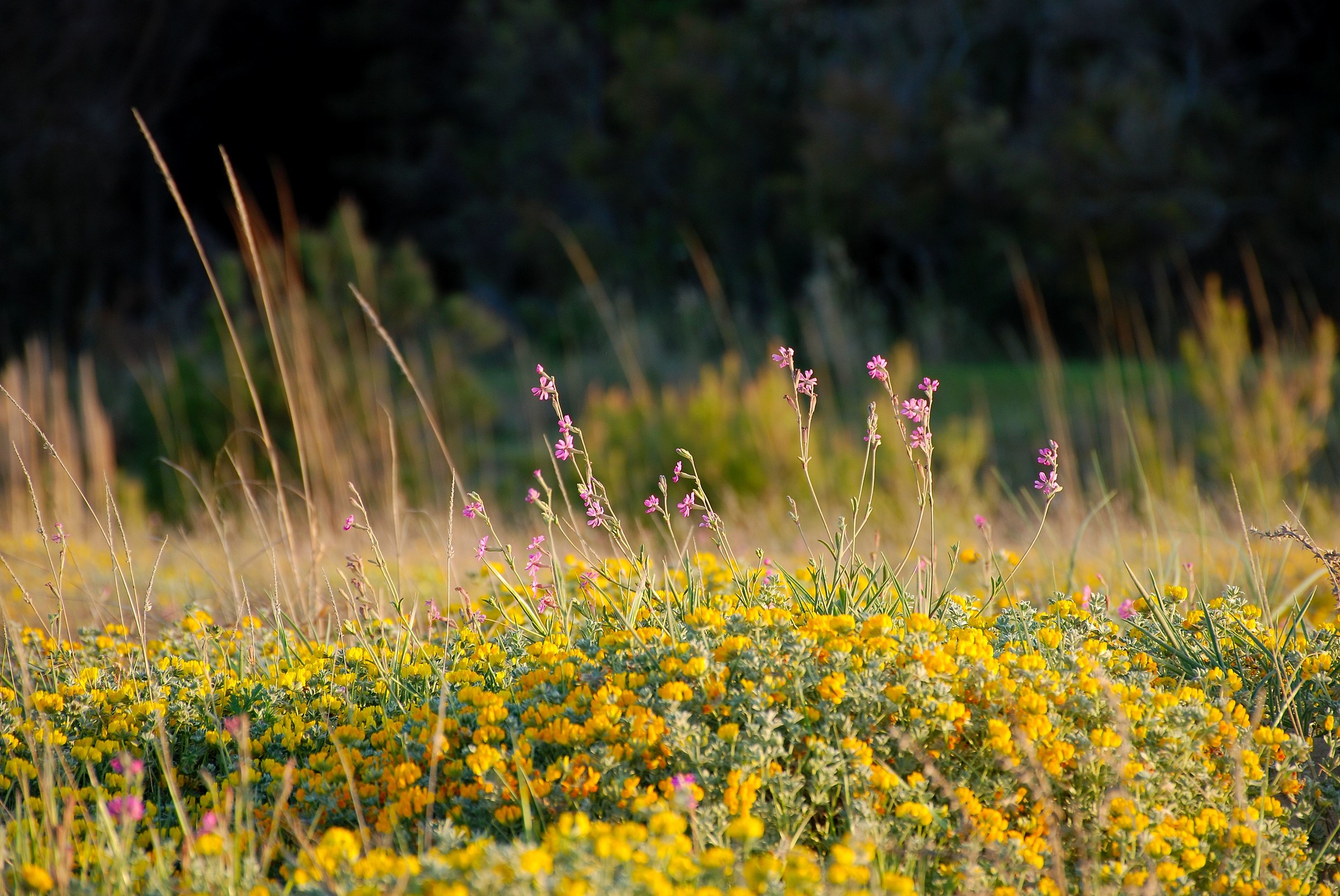 Flower Dunes
