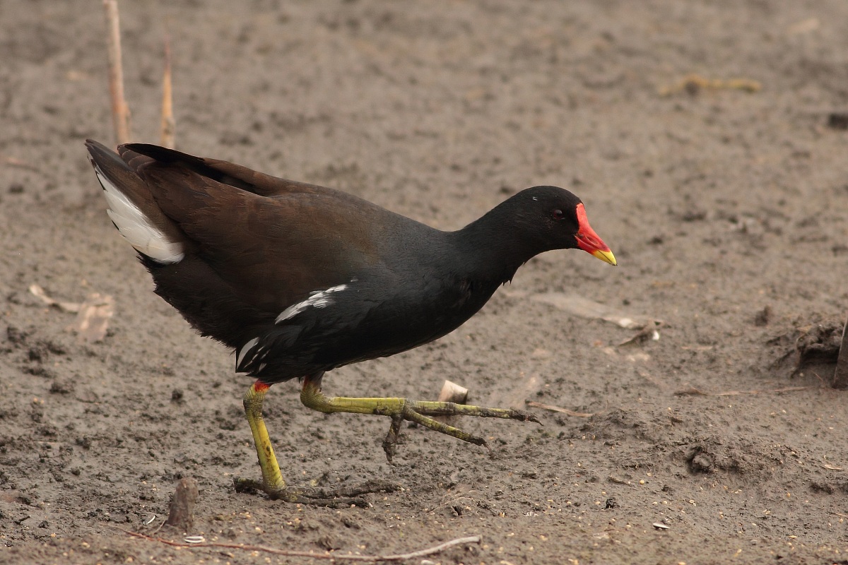 Moorhen