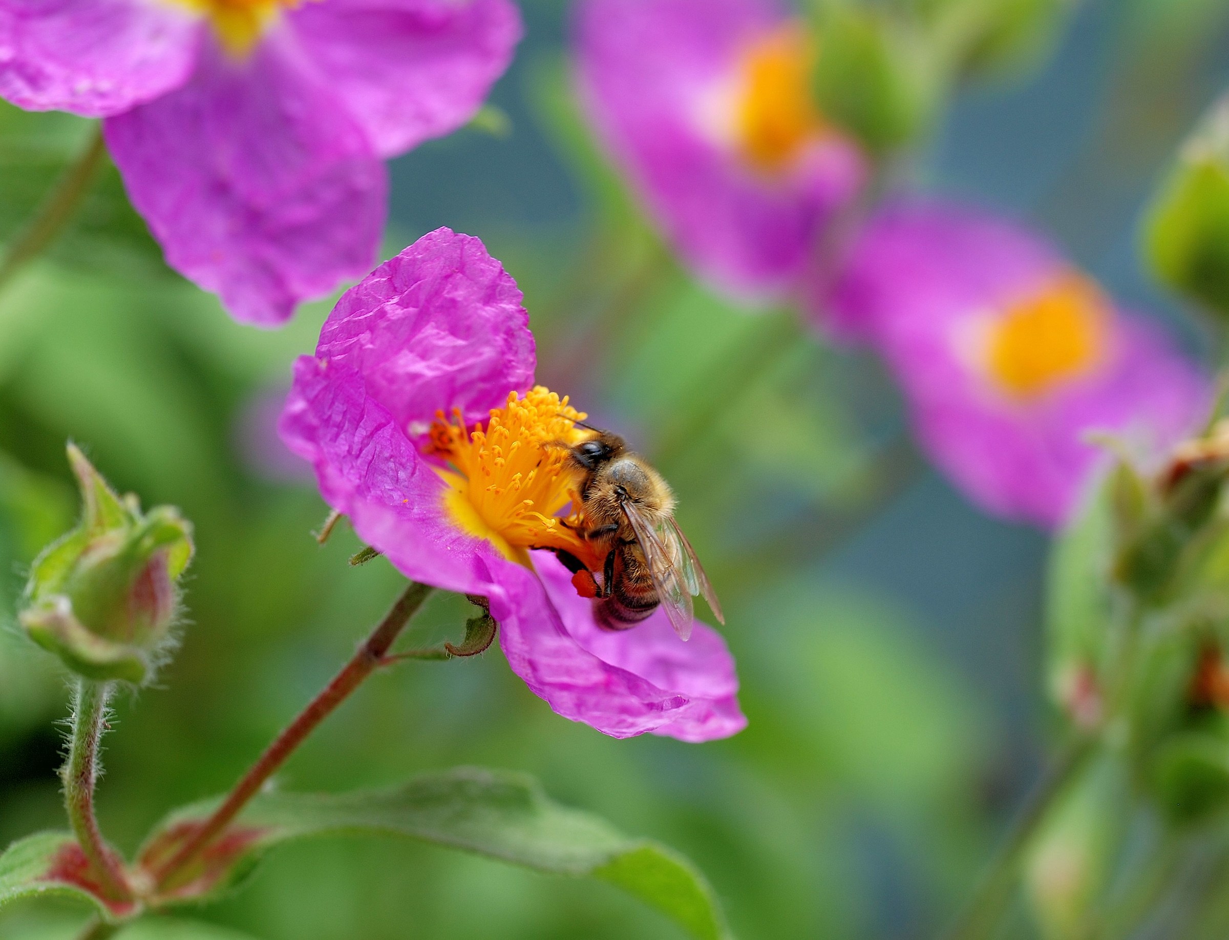 Breakfast on Cistus Crespo