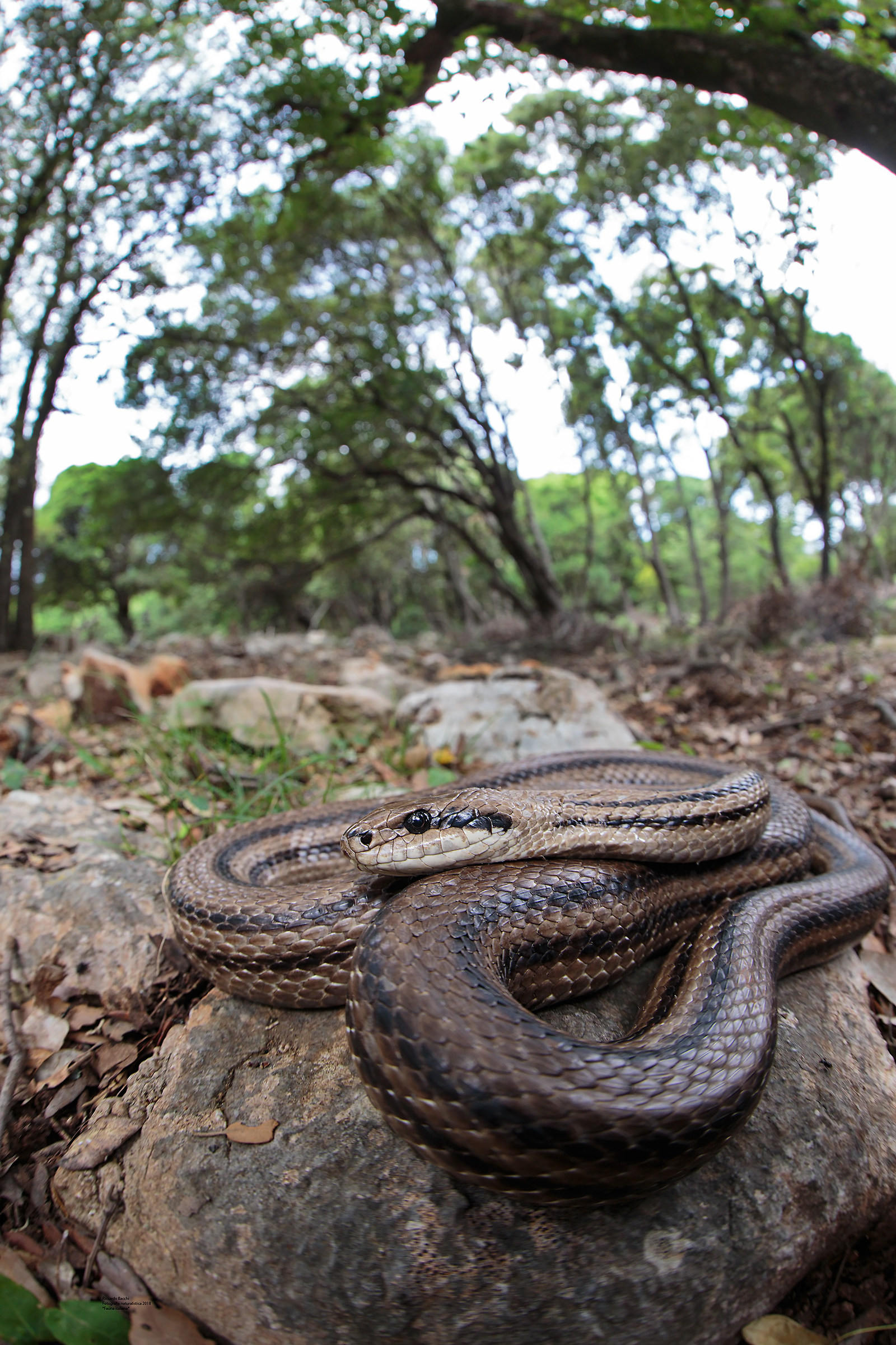 Cervone e frassino meridionale