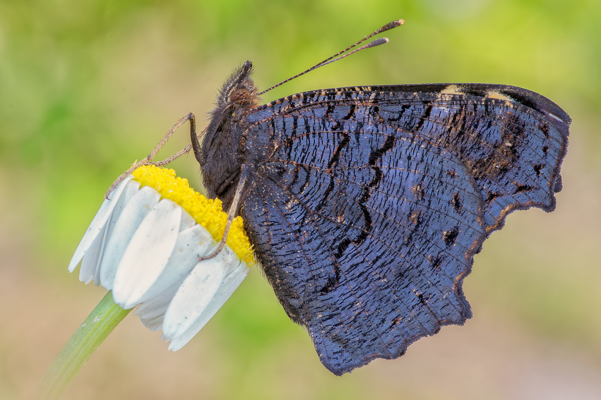 Inachis io (Linnaeus, 1758)