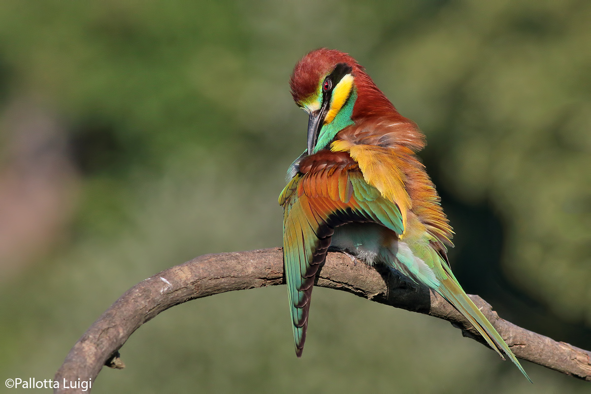 Gruccione (Merops apiaster)