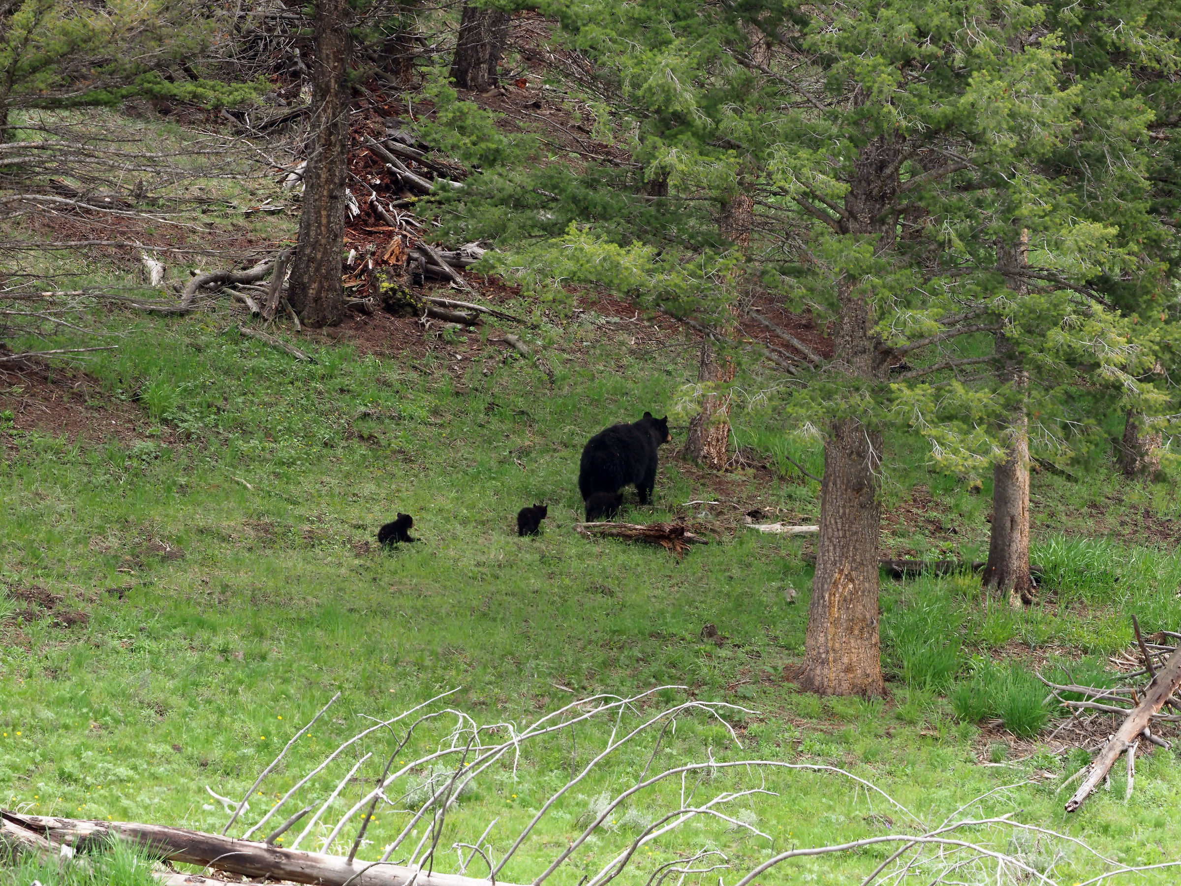 Yellowstone: Mother Bear and the three puppies