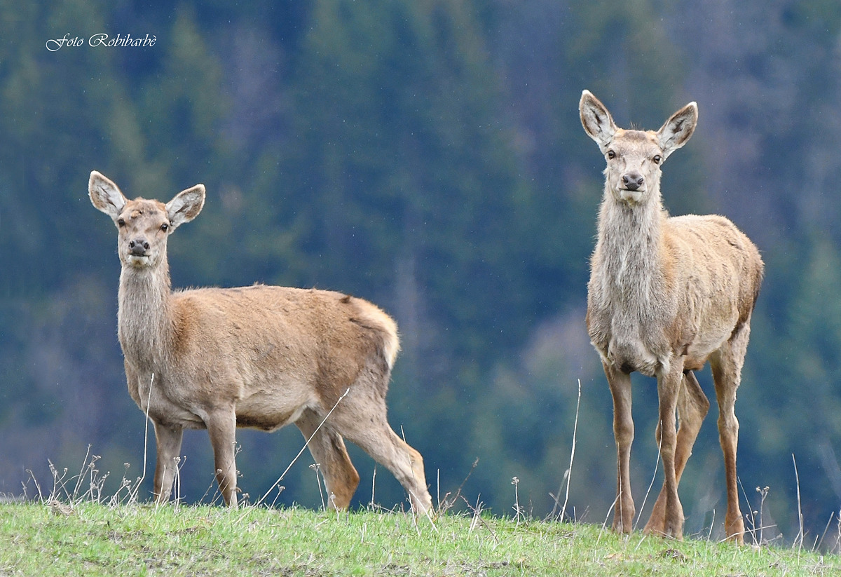 Pregnant females... fawns coming...