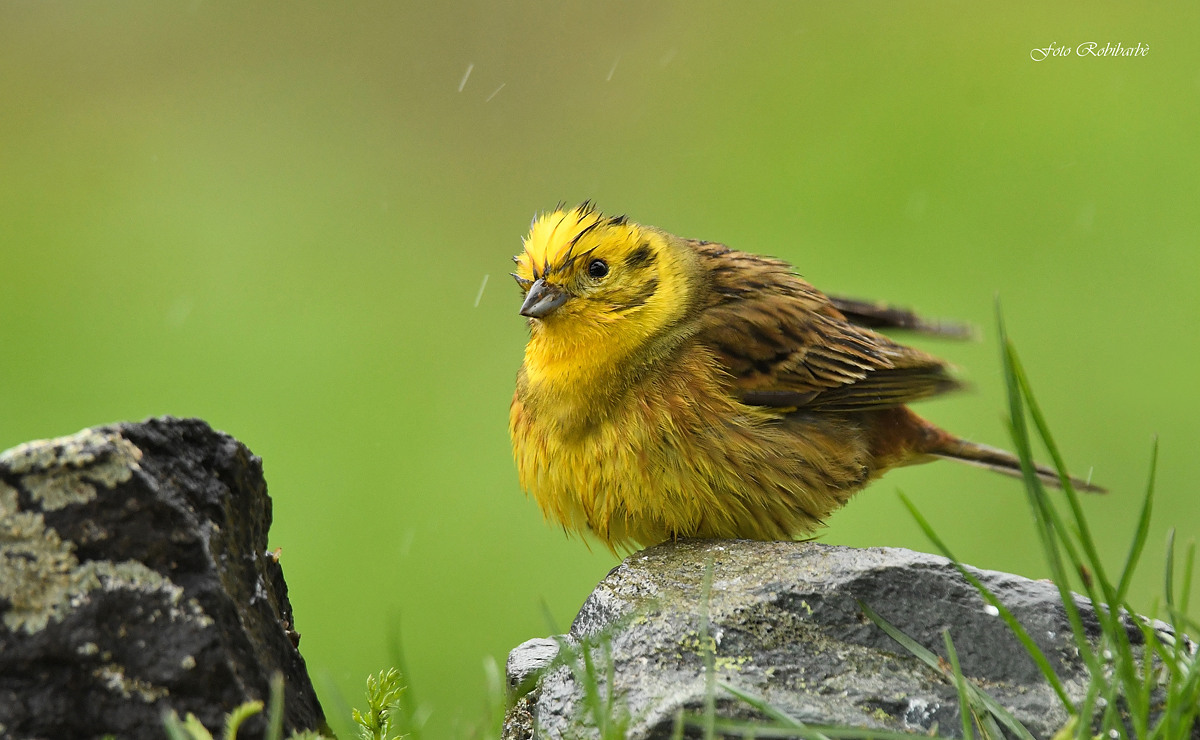 Yellow under the rain...