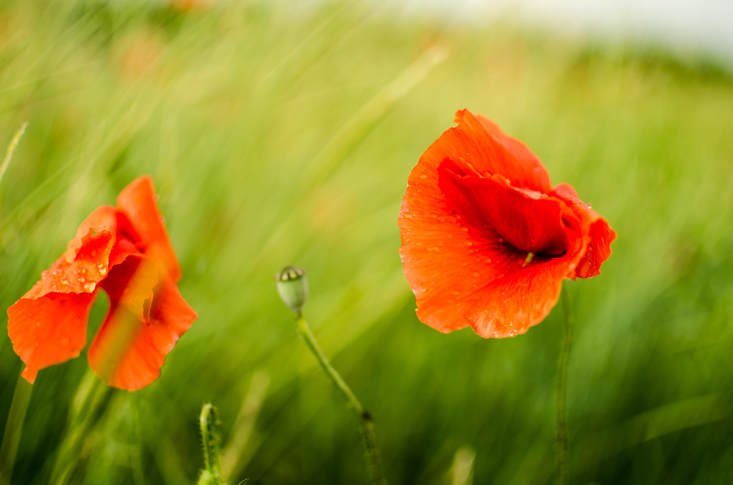 poppies