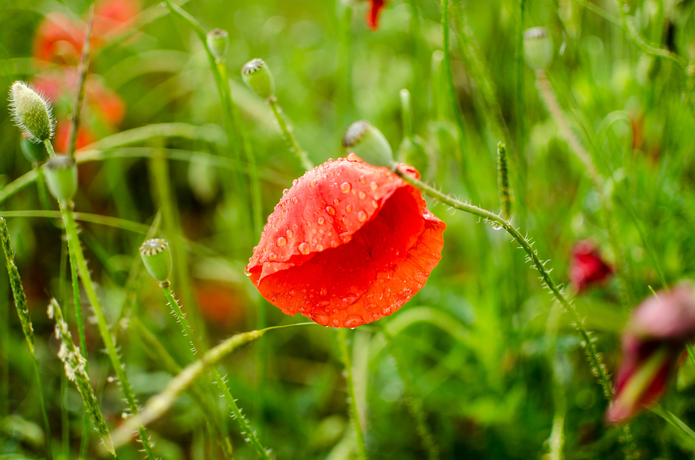 poppies after the rain