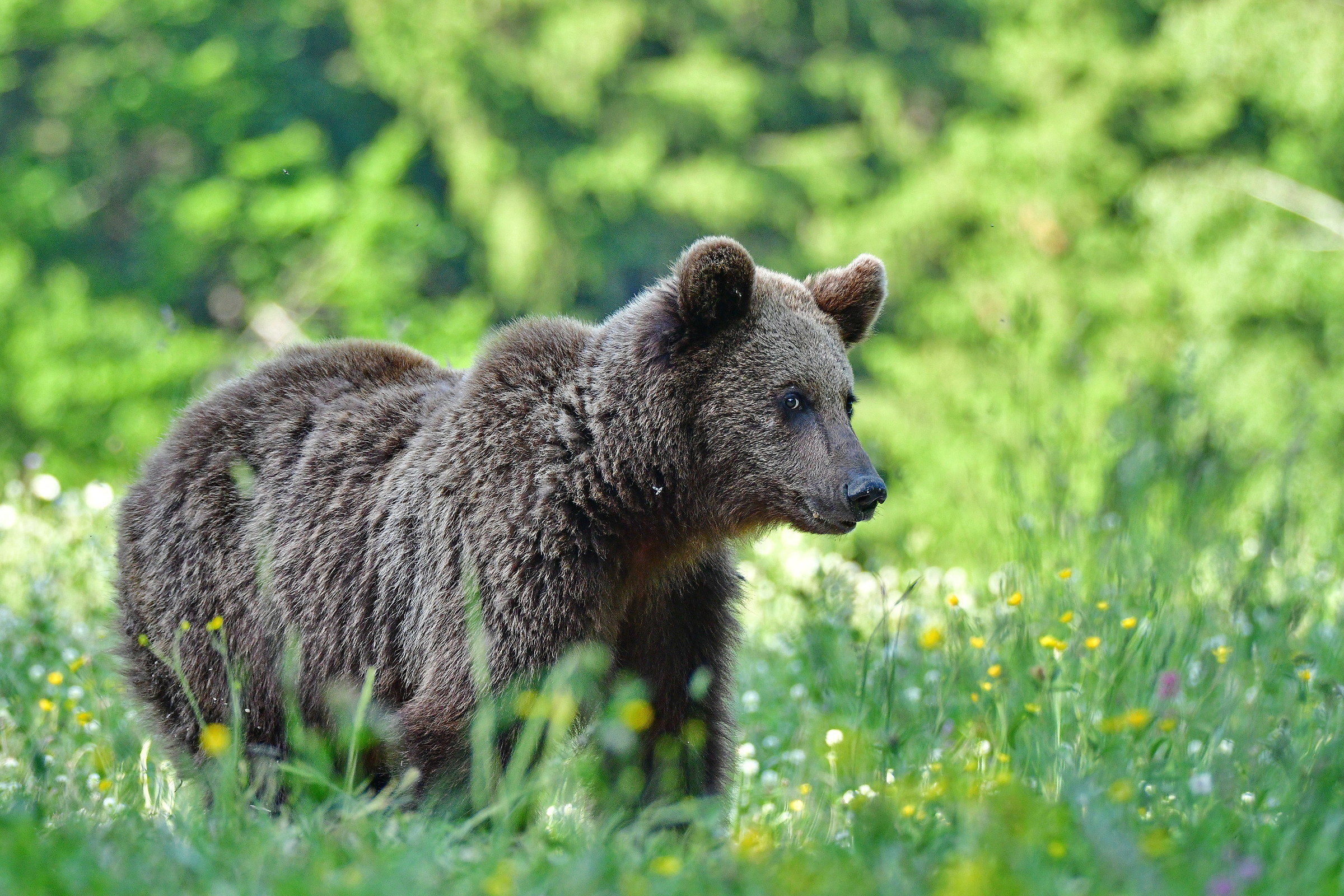 Ursus arctos