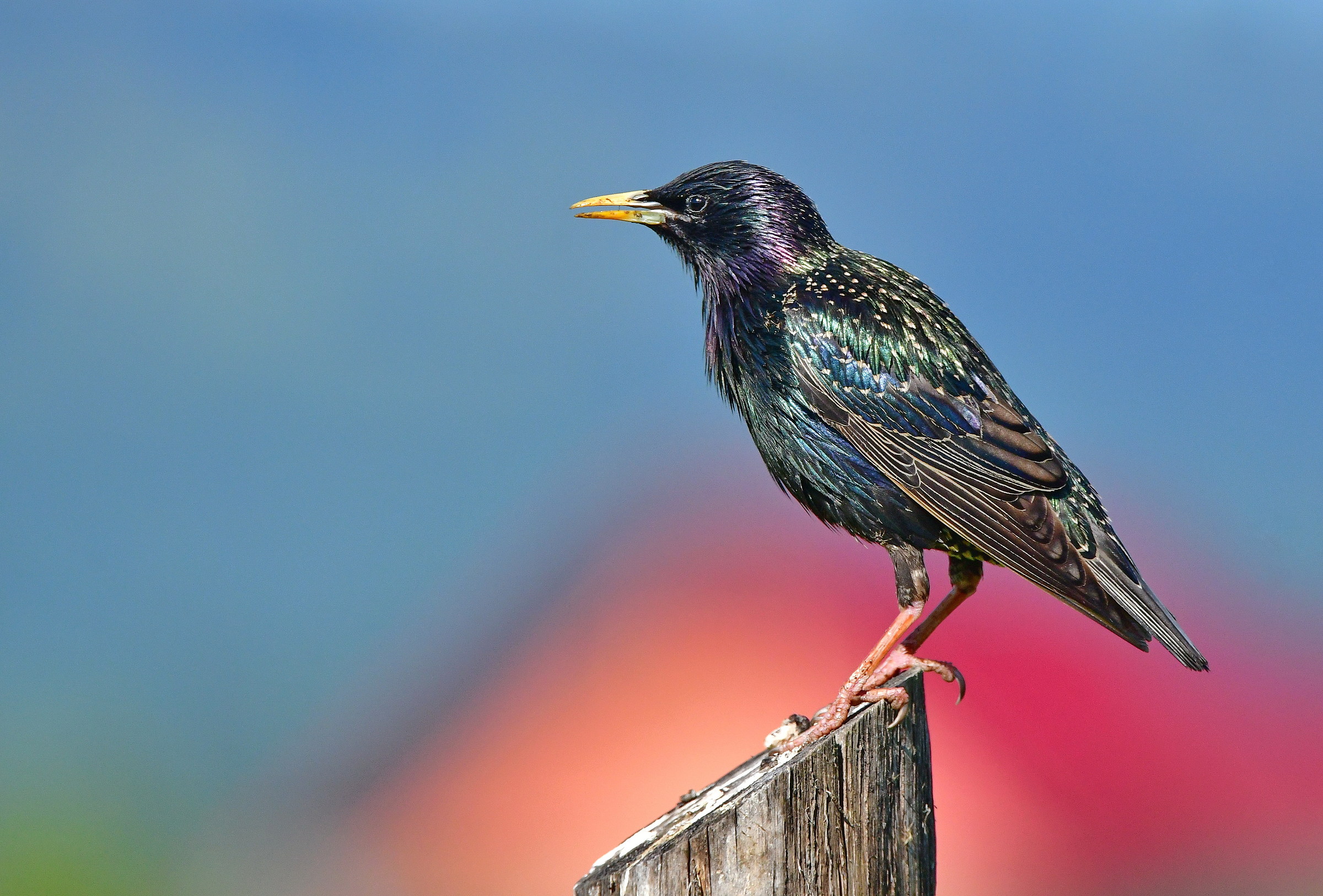 Sturnus vulgaris