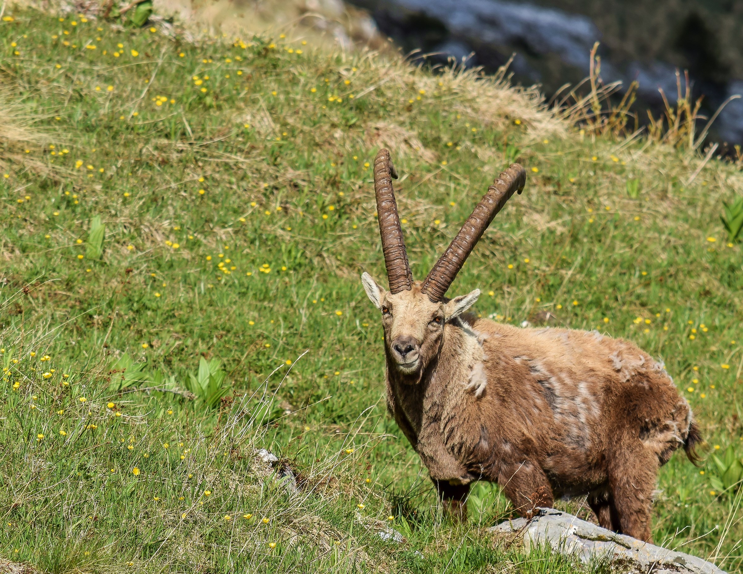 The King of the cliffs