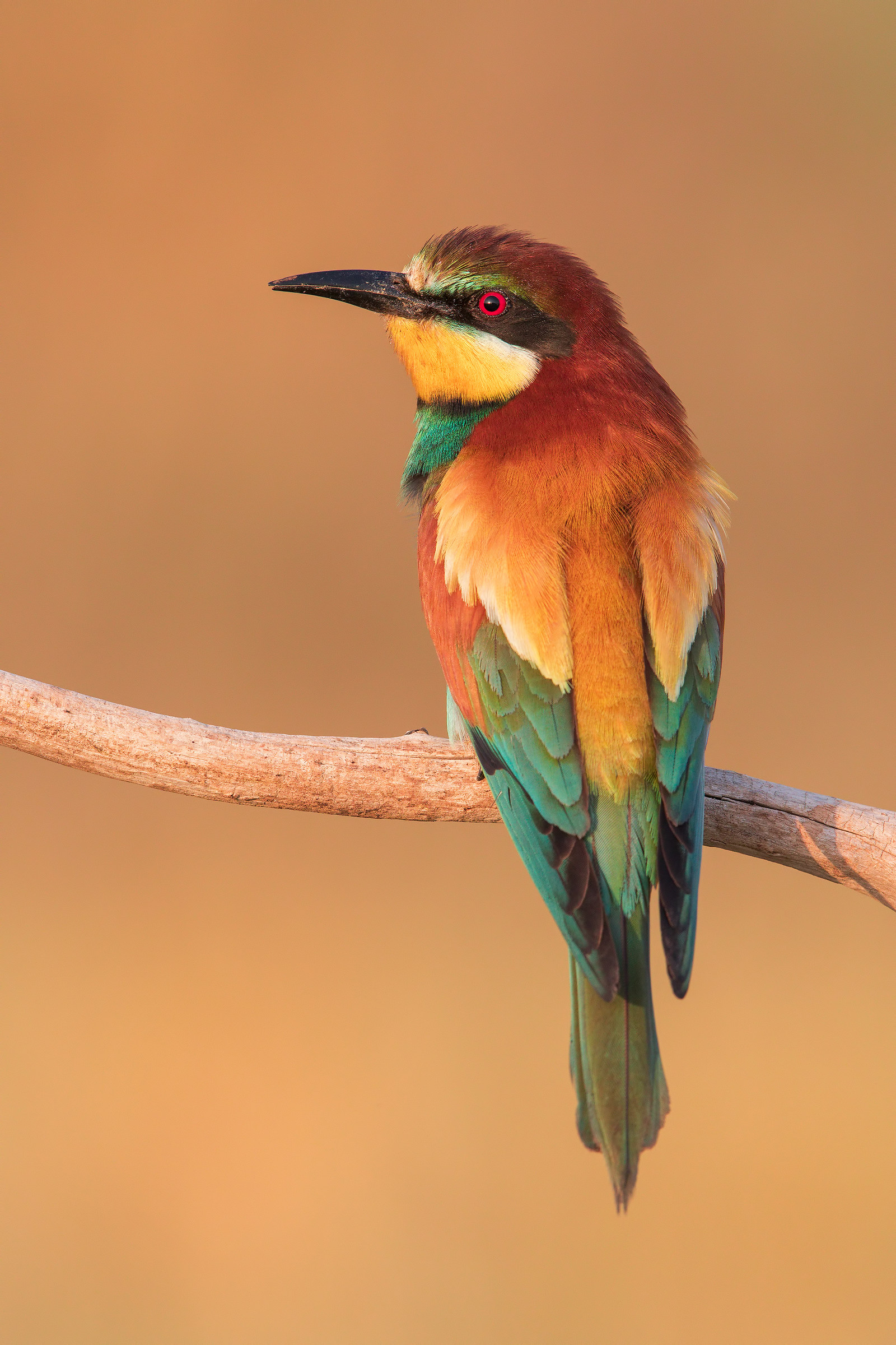 Bee-eater
