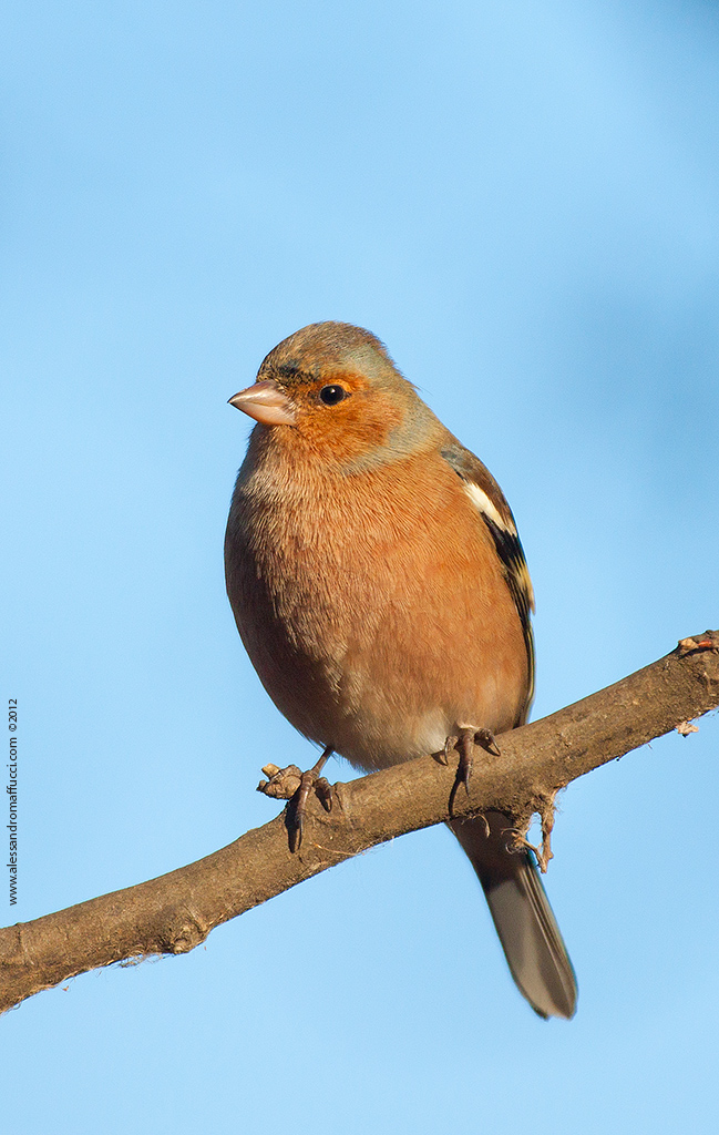 Chaffinch ...