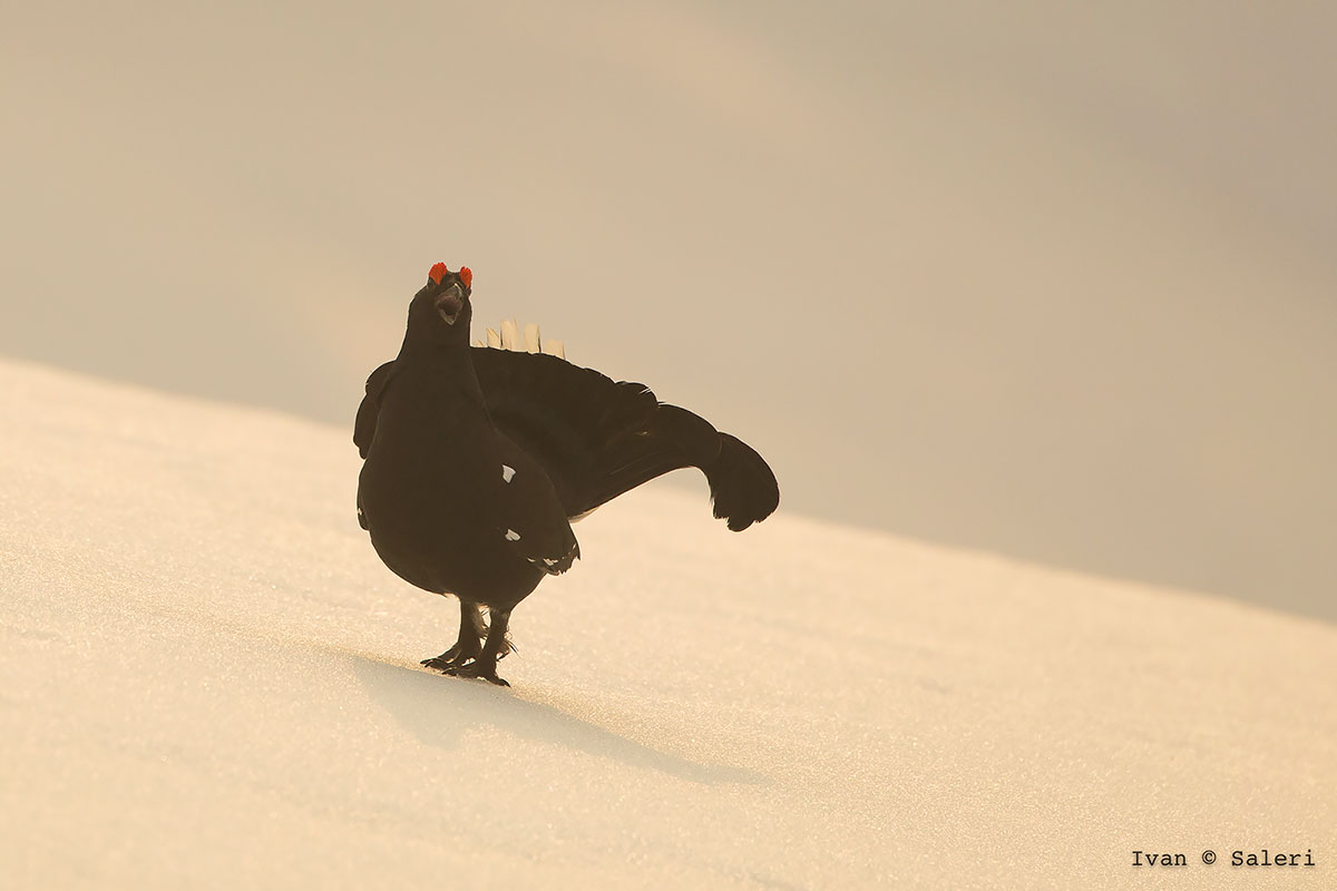 Weather from Galli 2