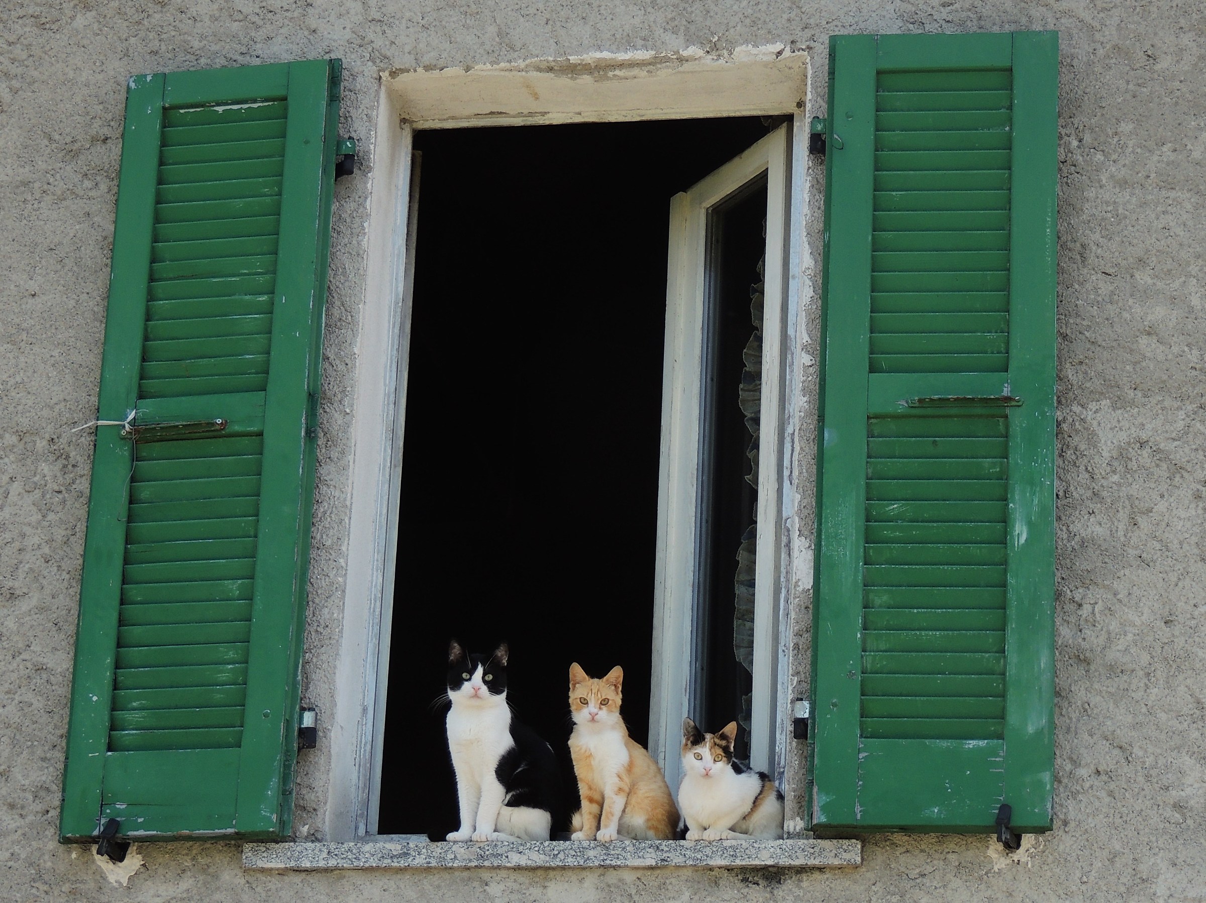 Cats at the window