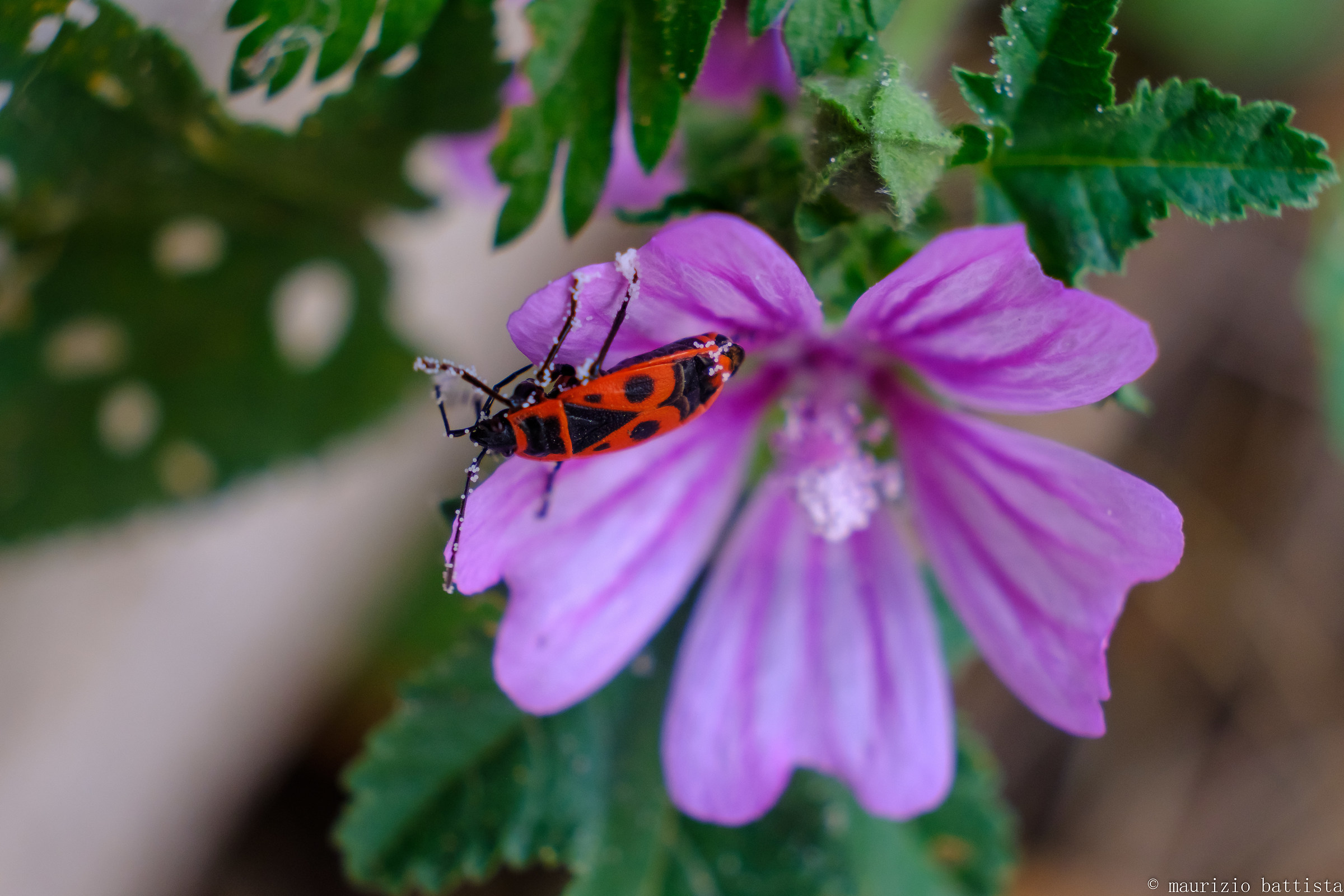 Cimice rossonera dopo cena