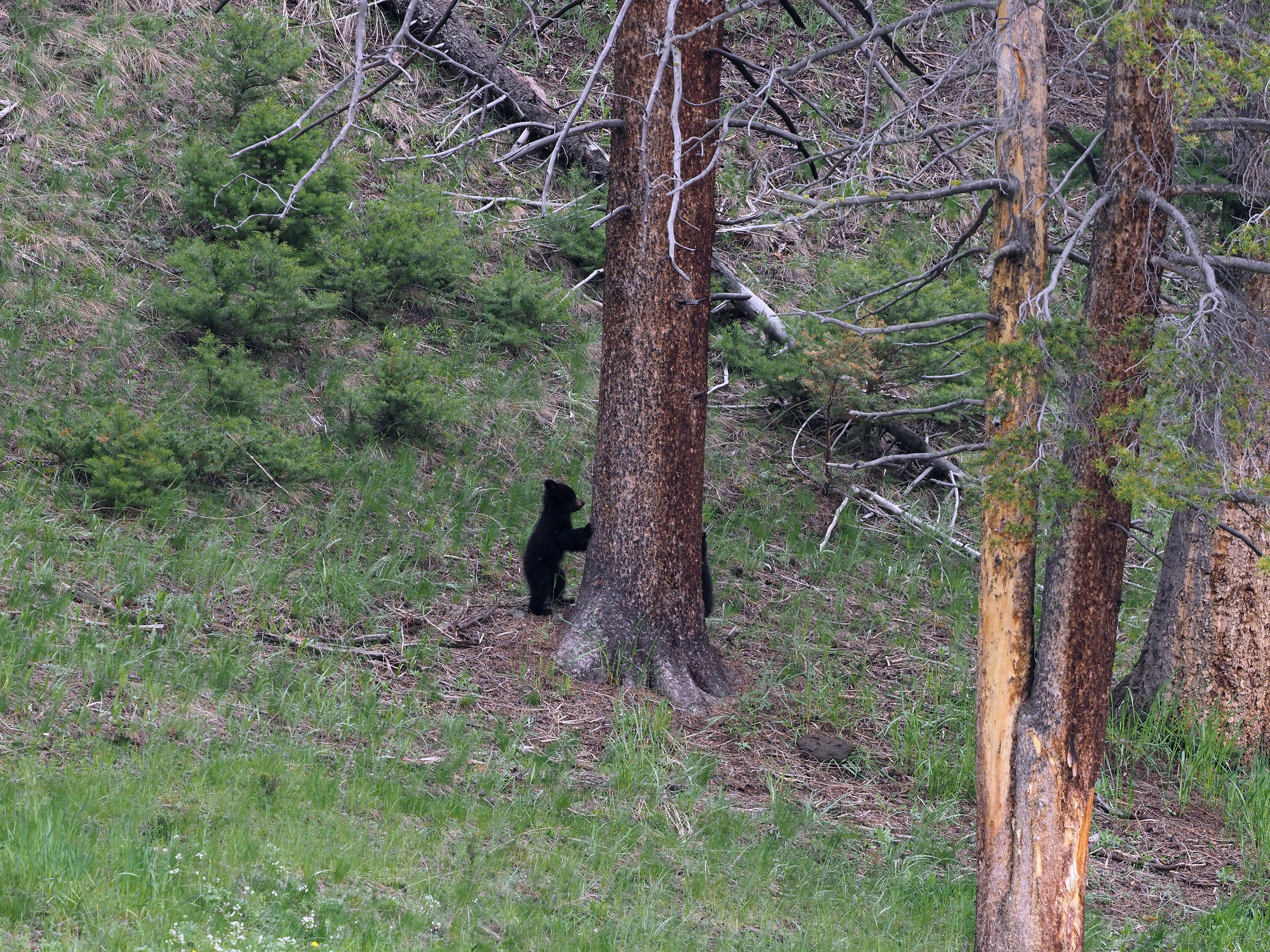 Black Bear Puppy