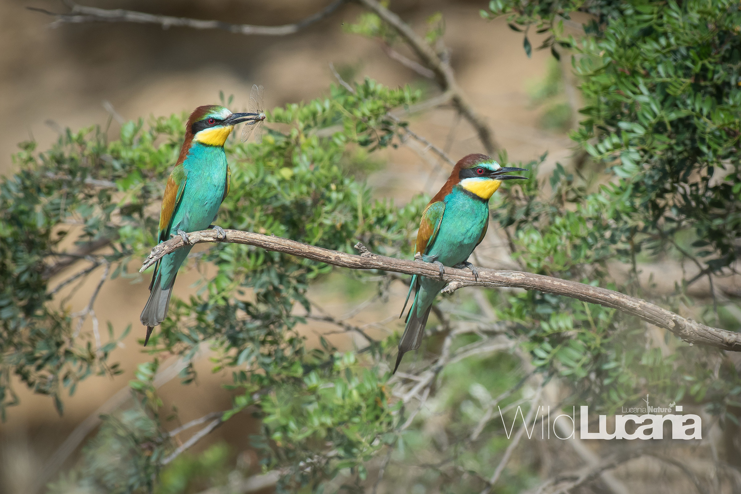 Bee-eater