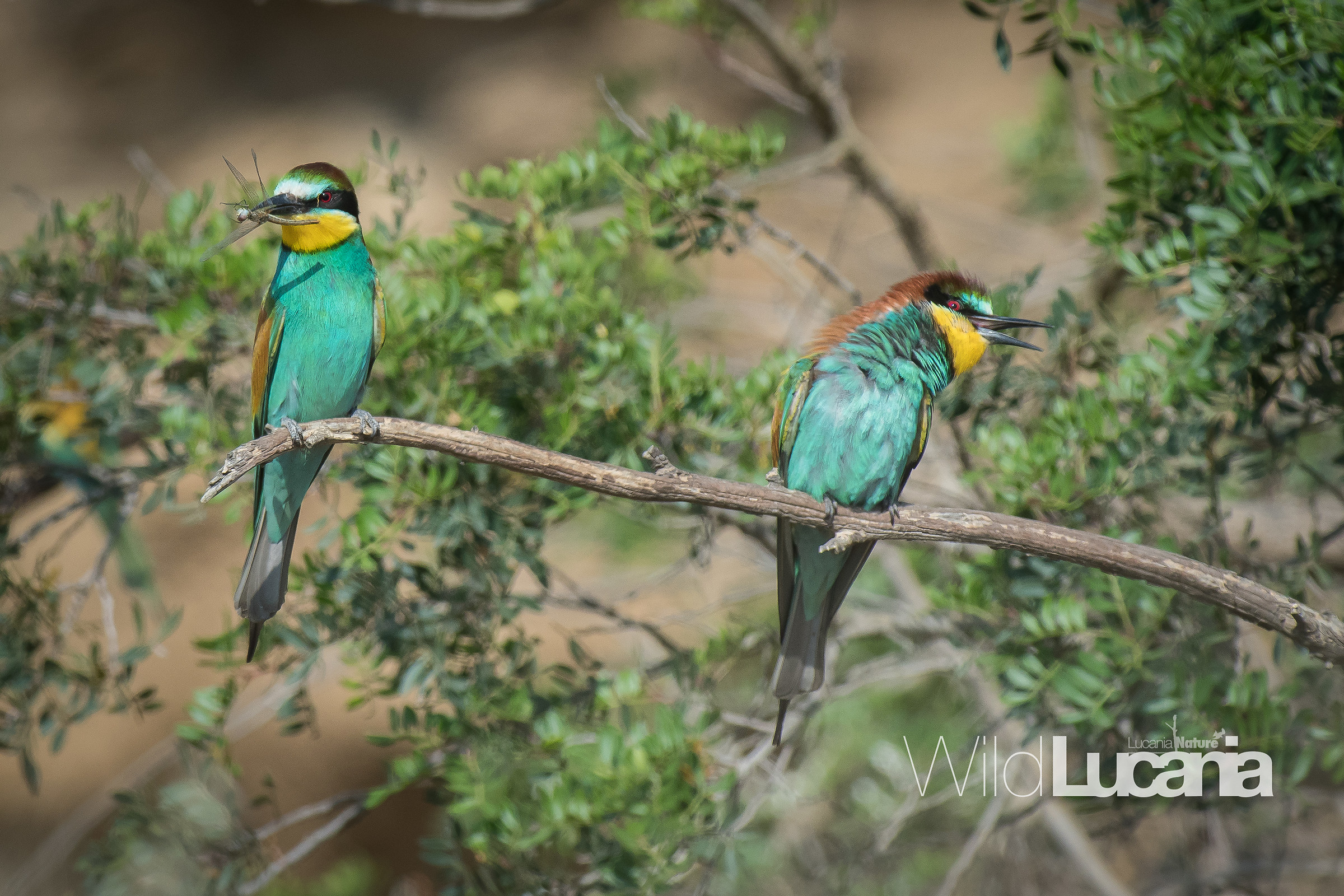 Bee-eater