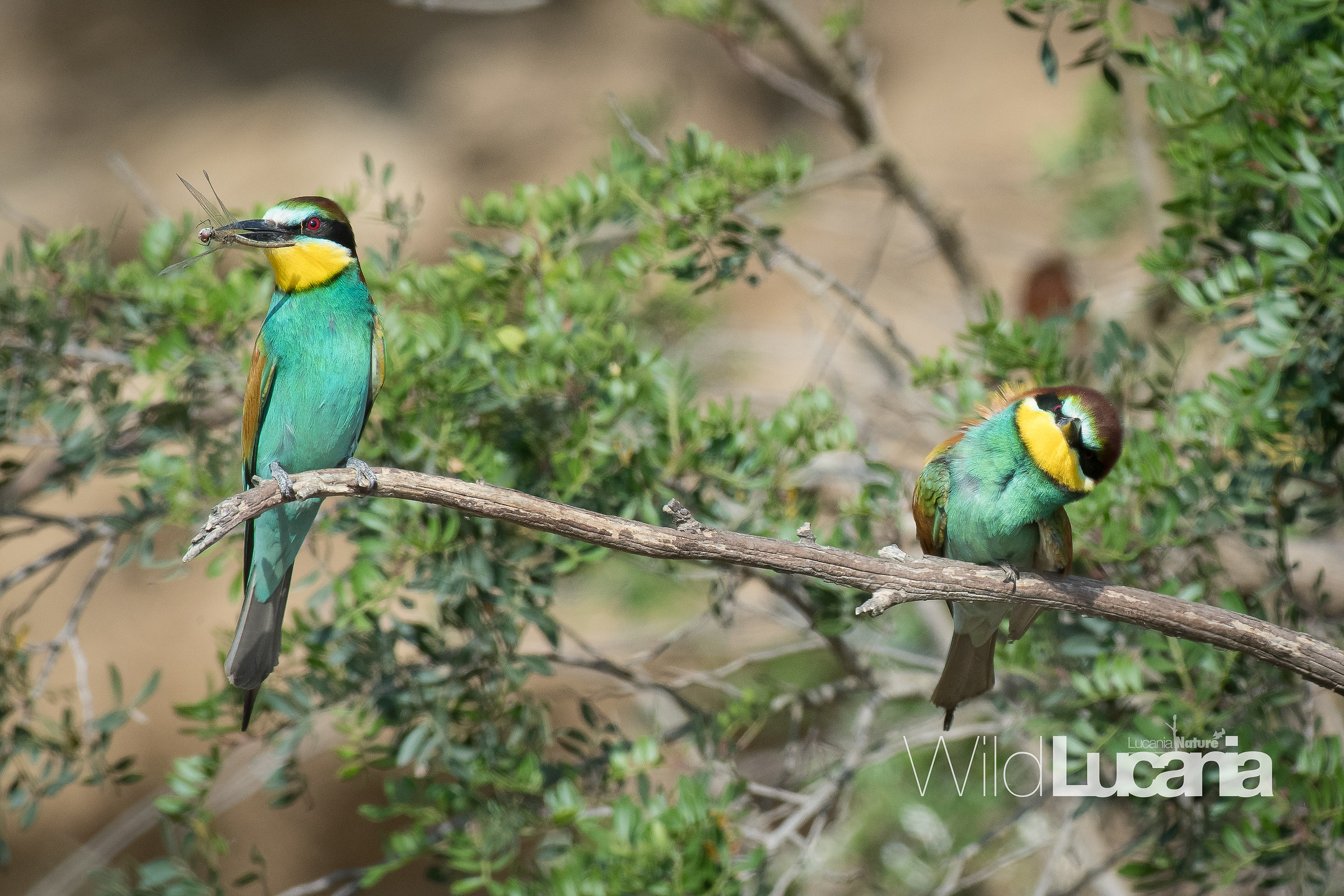 Bee-eater