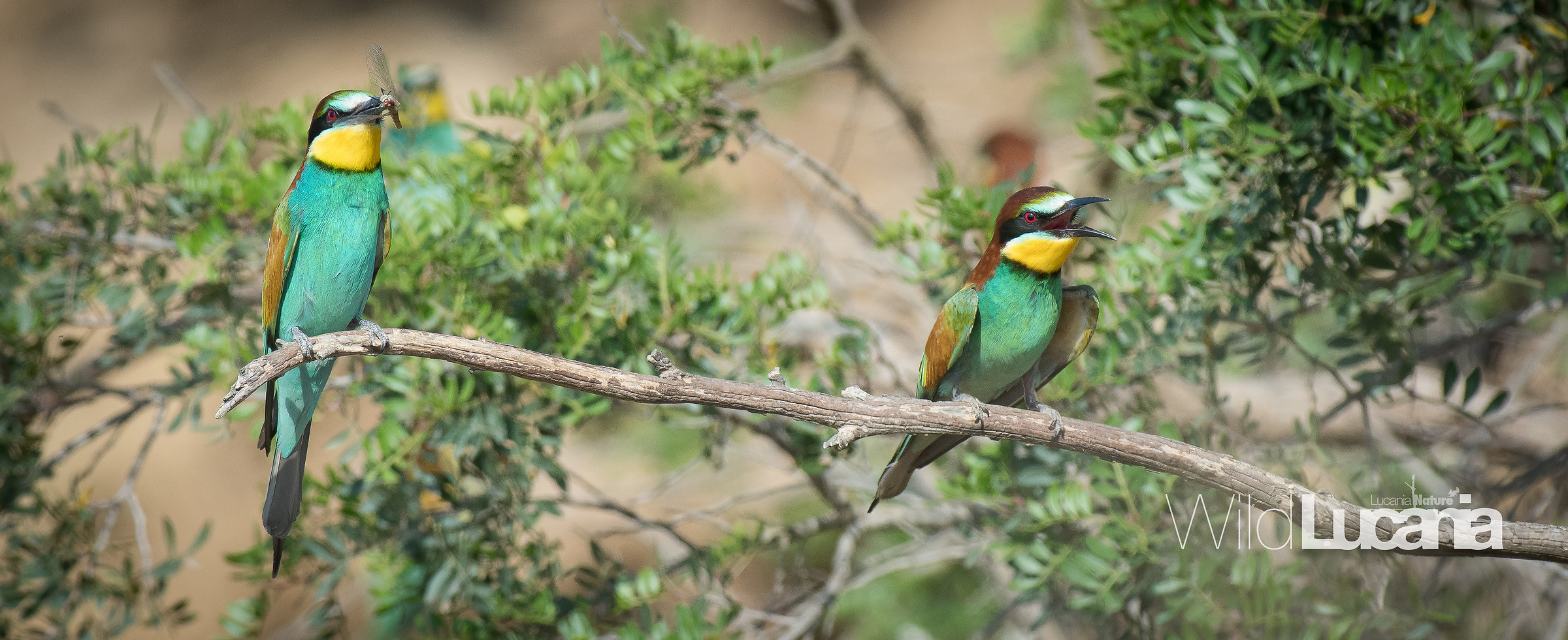 Bee-eater