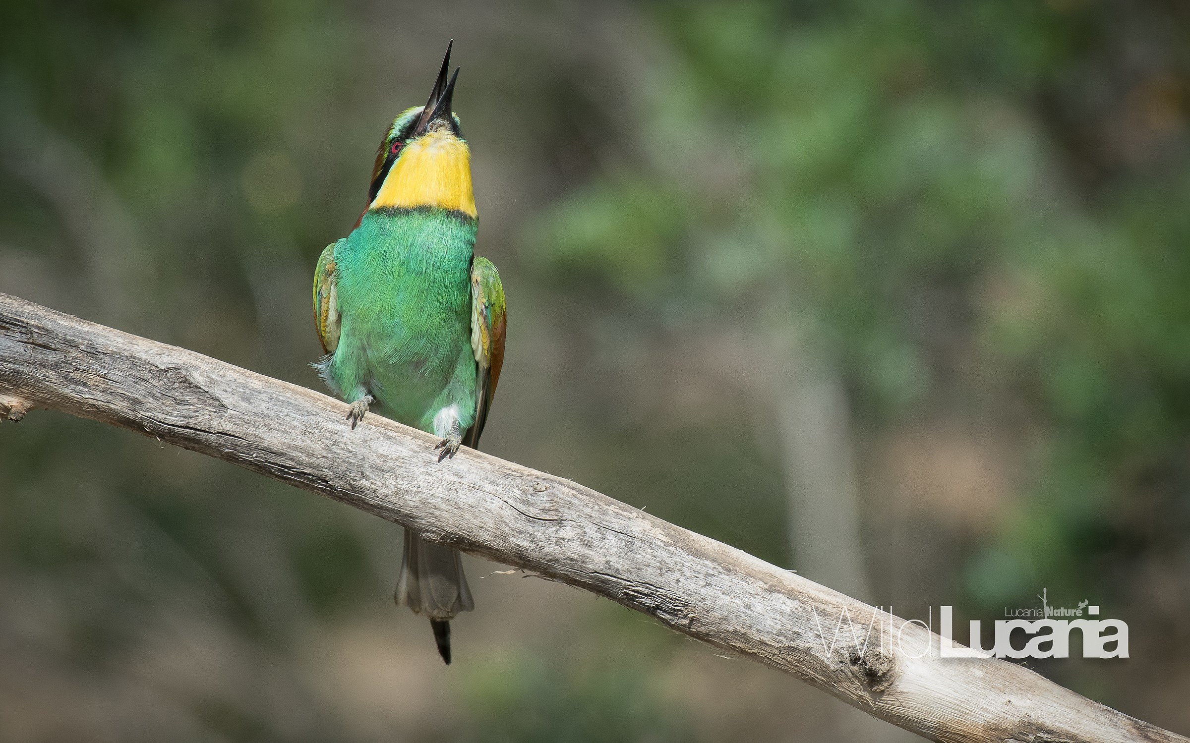 Bee-eater