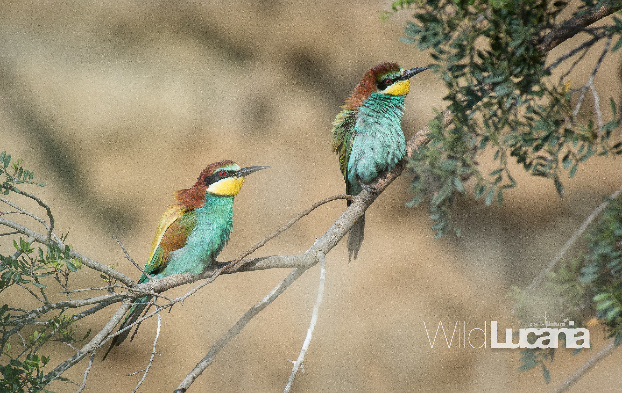 Bee-eater